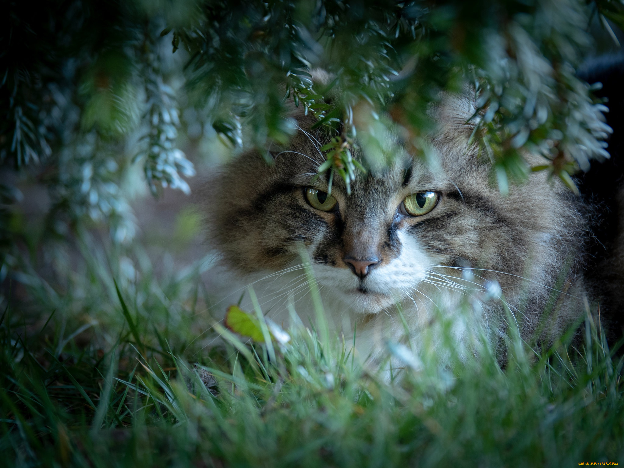 животные, коты, котейка