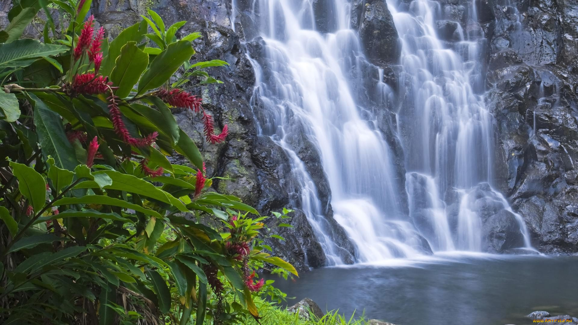 природа, водопады, водопад, цветы