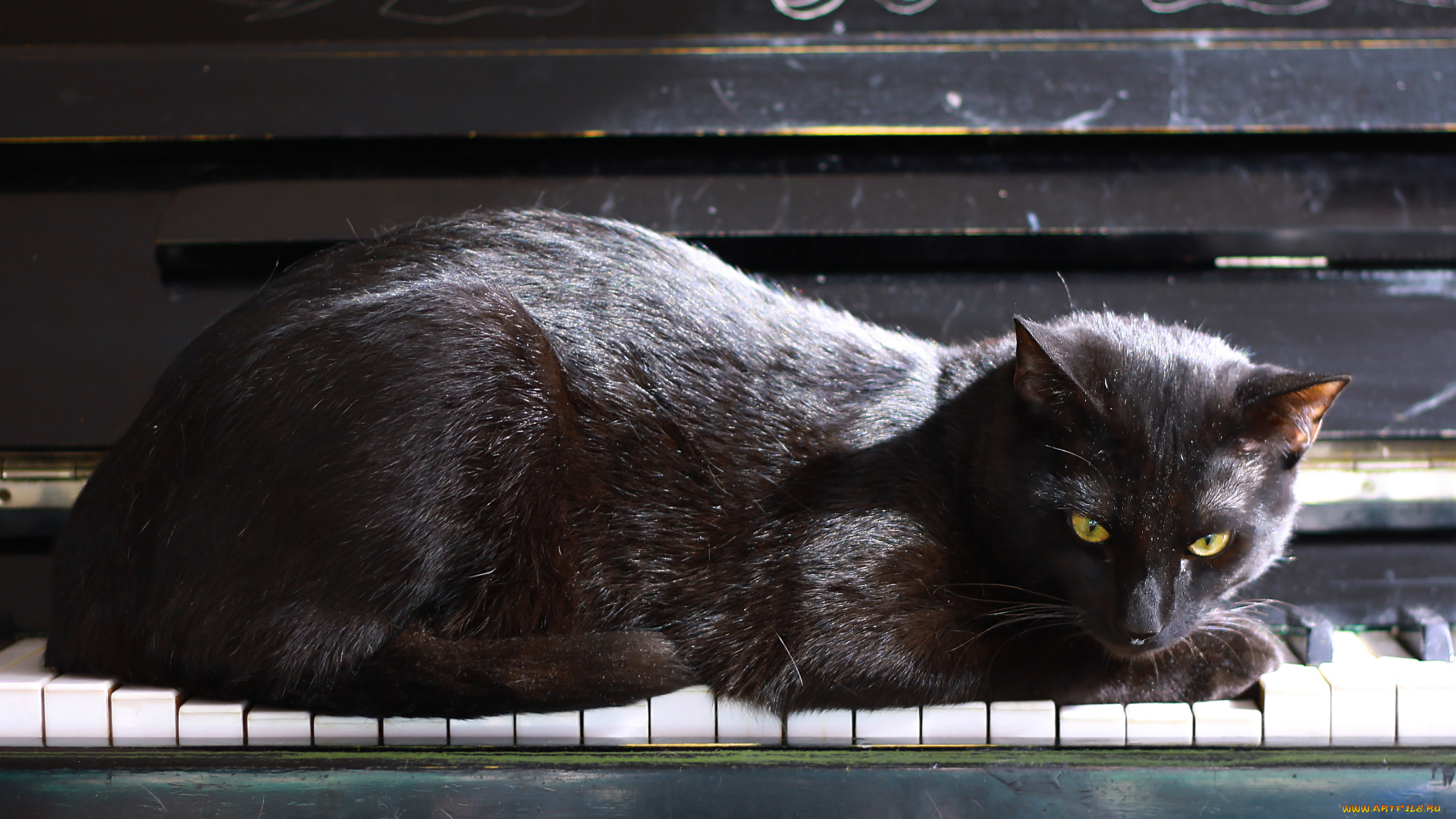 животные, коты, кошка, пианино