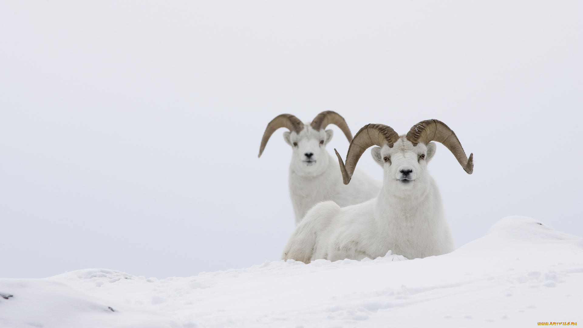 животные, овцы, бараны, снег