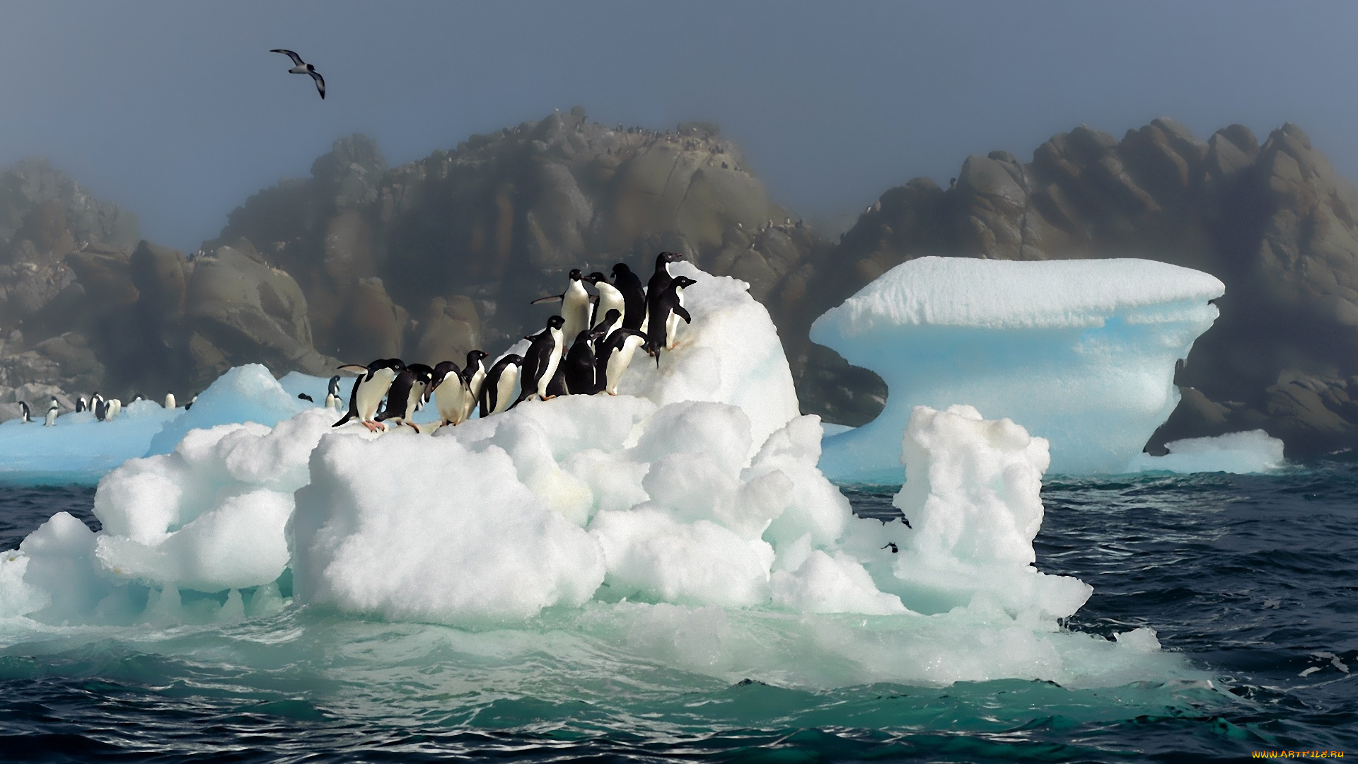 животные, пингвины, , море, айсберг