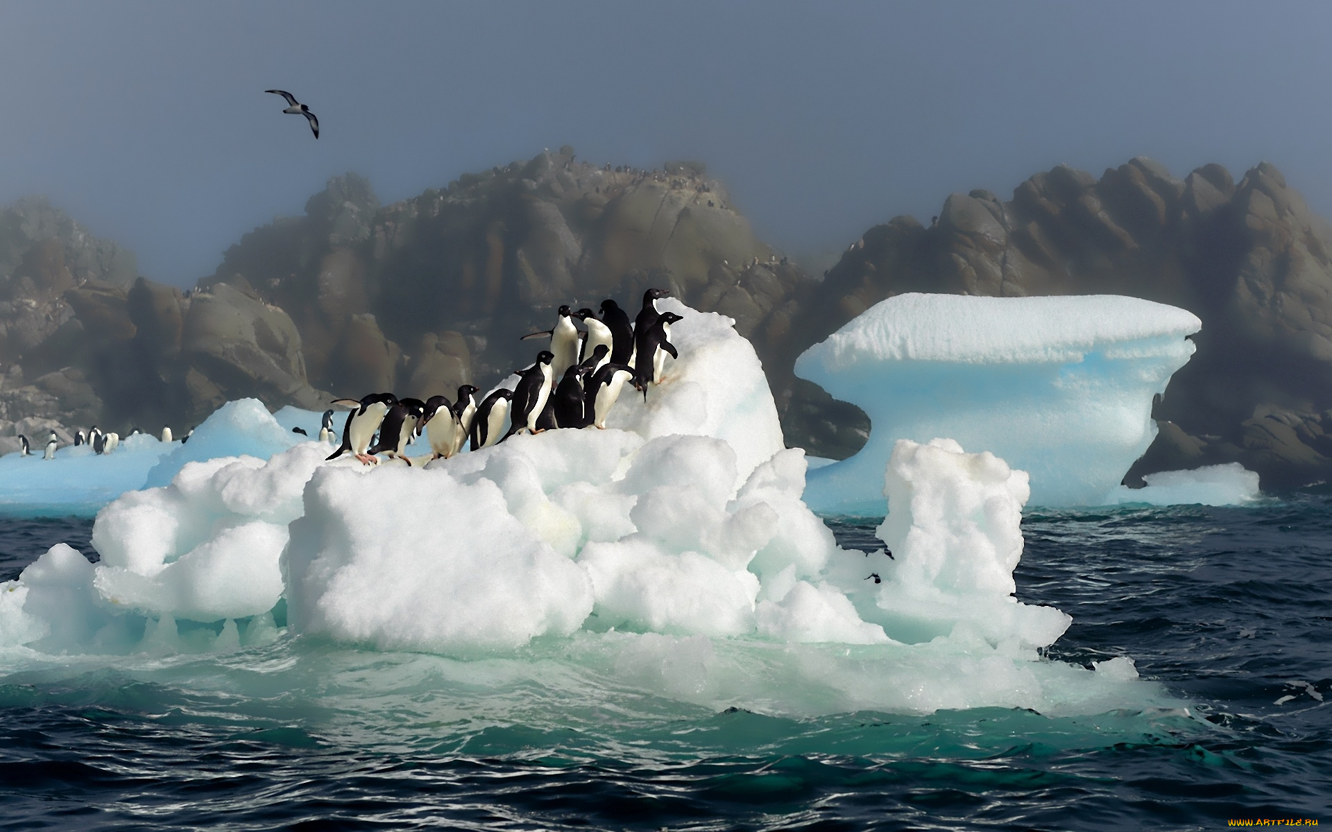 животные, пингвины, , море, айсберг