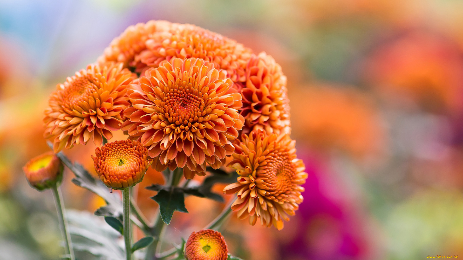 цветы, хризантемы, осень, природа, оранжевые