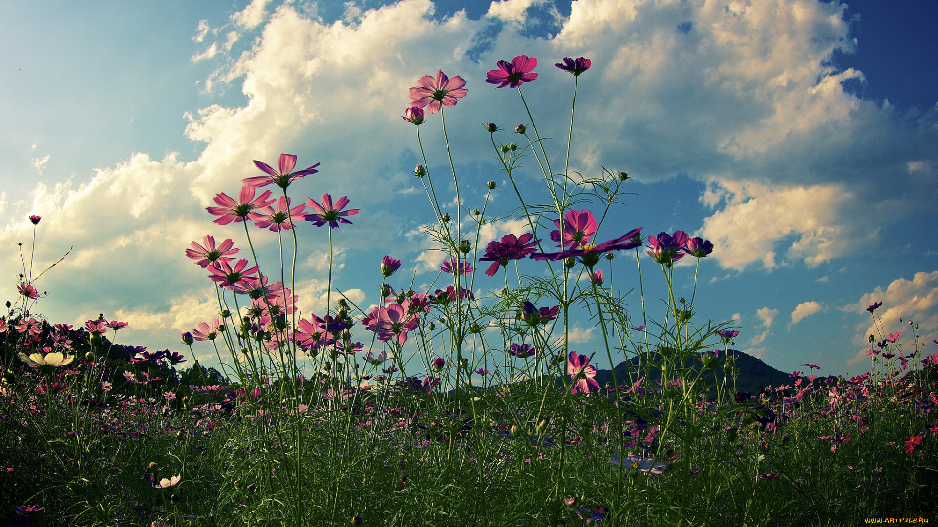 цветы, космея, луг, облака, трава