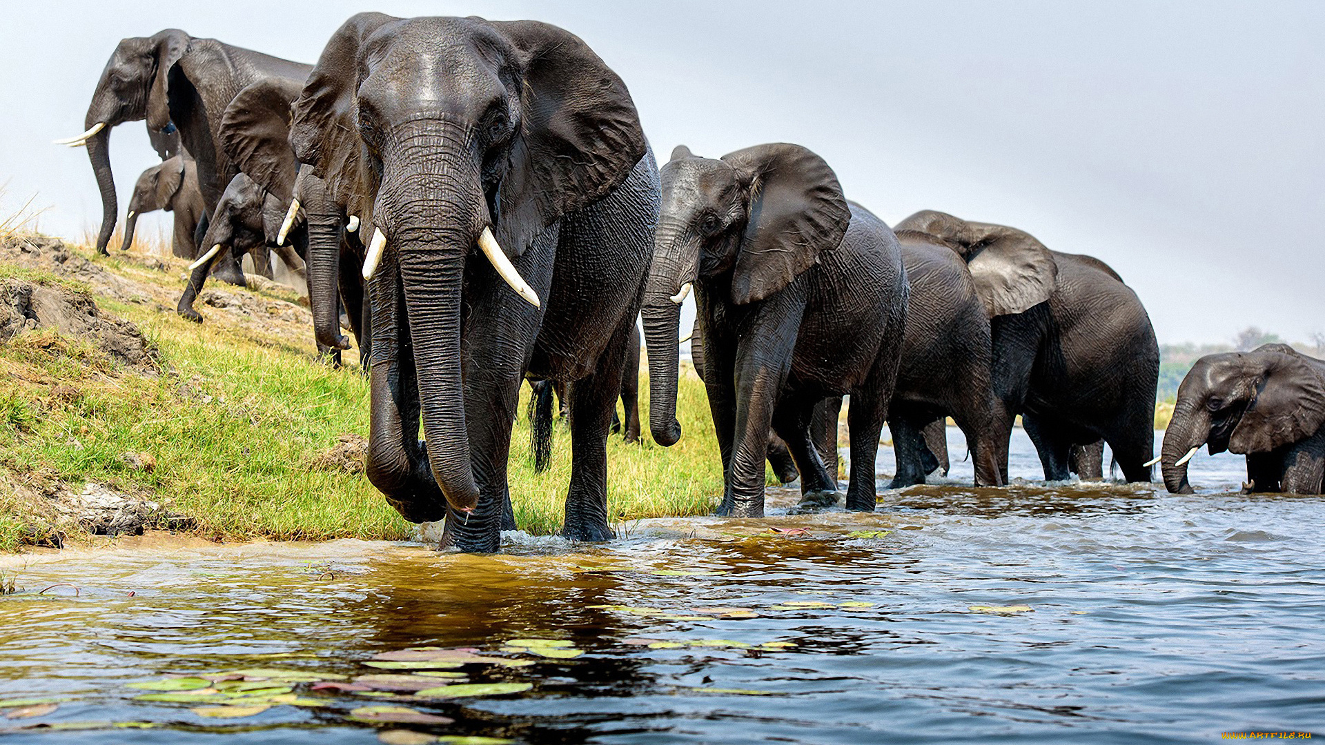 животные, слоны, река, брод