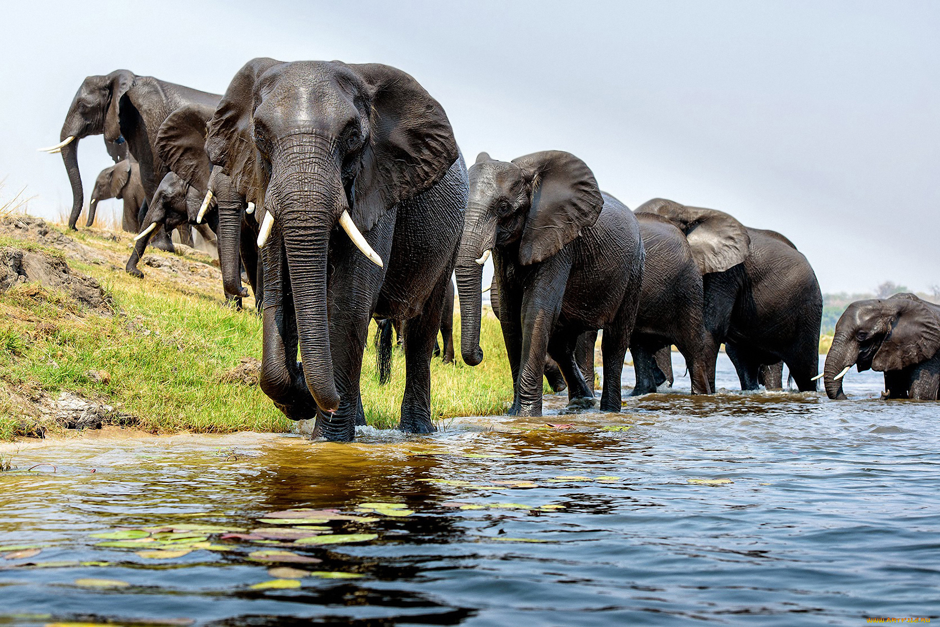 Слоновье стадо. Слоны. Слоны в дикой природе. Слоны на водопое. Африканский слон.