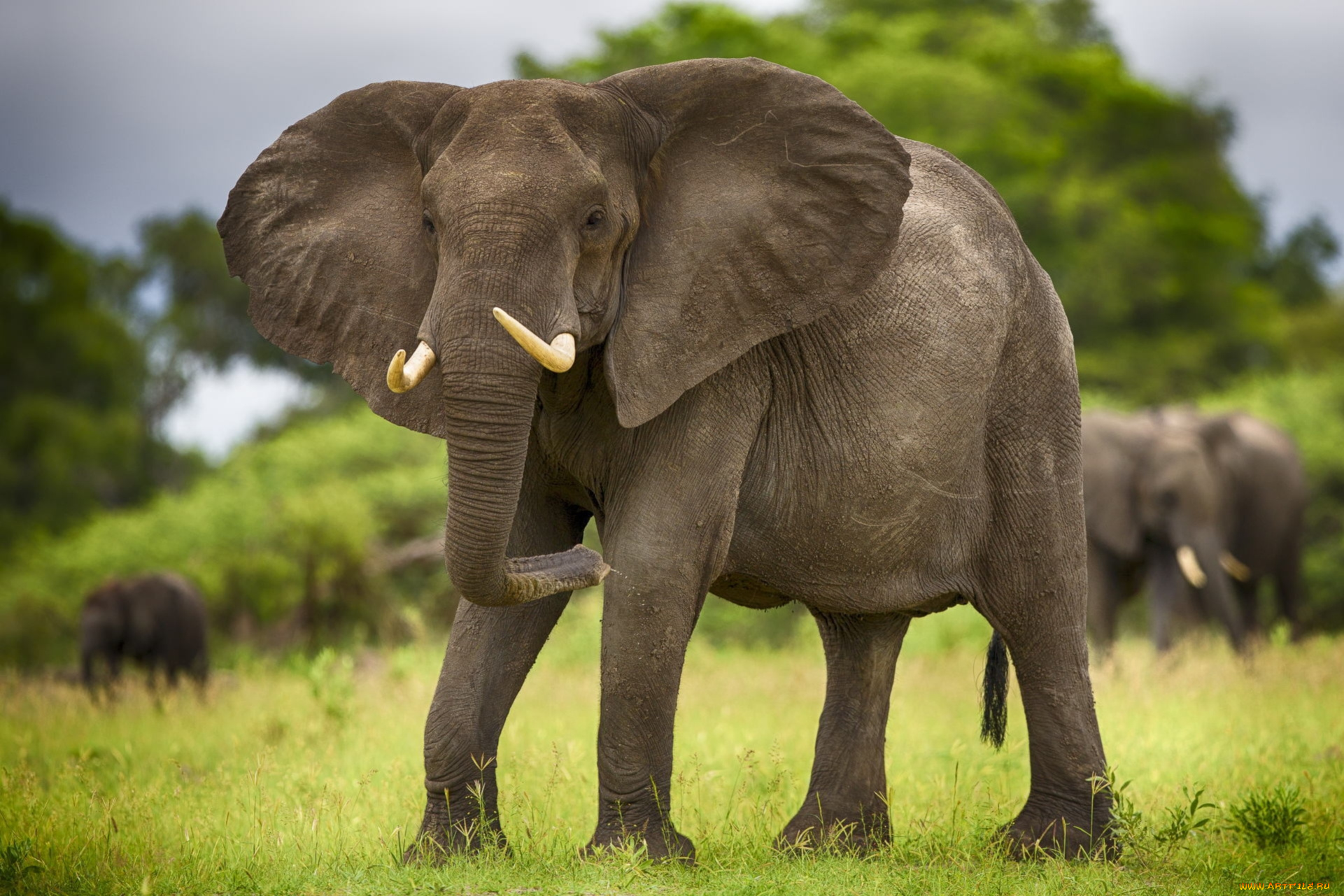 Самое крупное животное африки. Саванный Африканский слон Африки. Саванный слон. Саванновый Африканский слон. Слон в саванне.