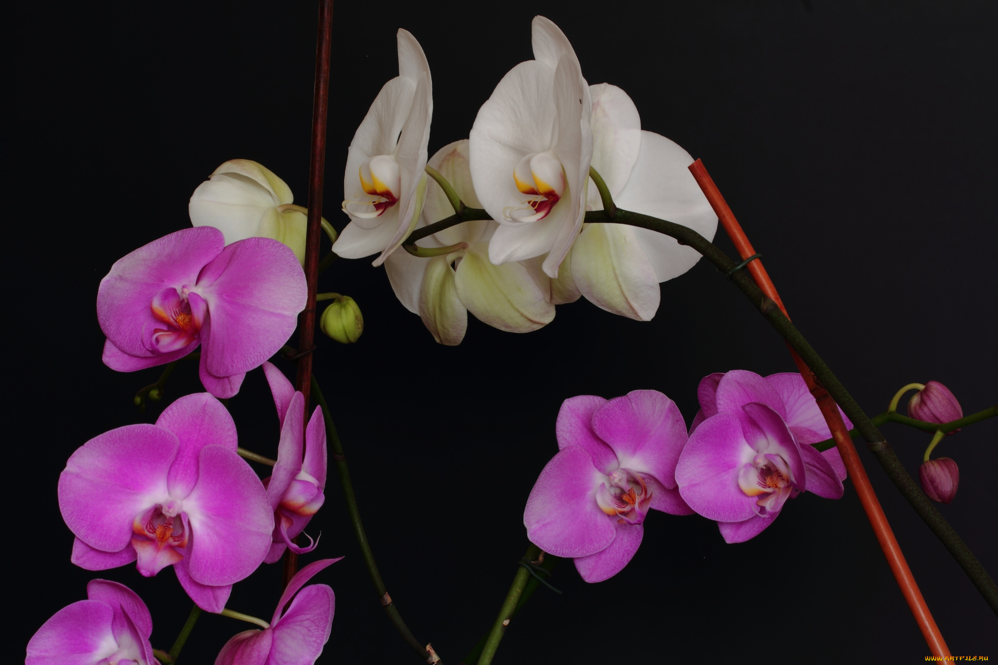 цветы, орхидеи, белая, сиреневая, орхидея