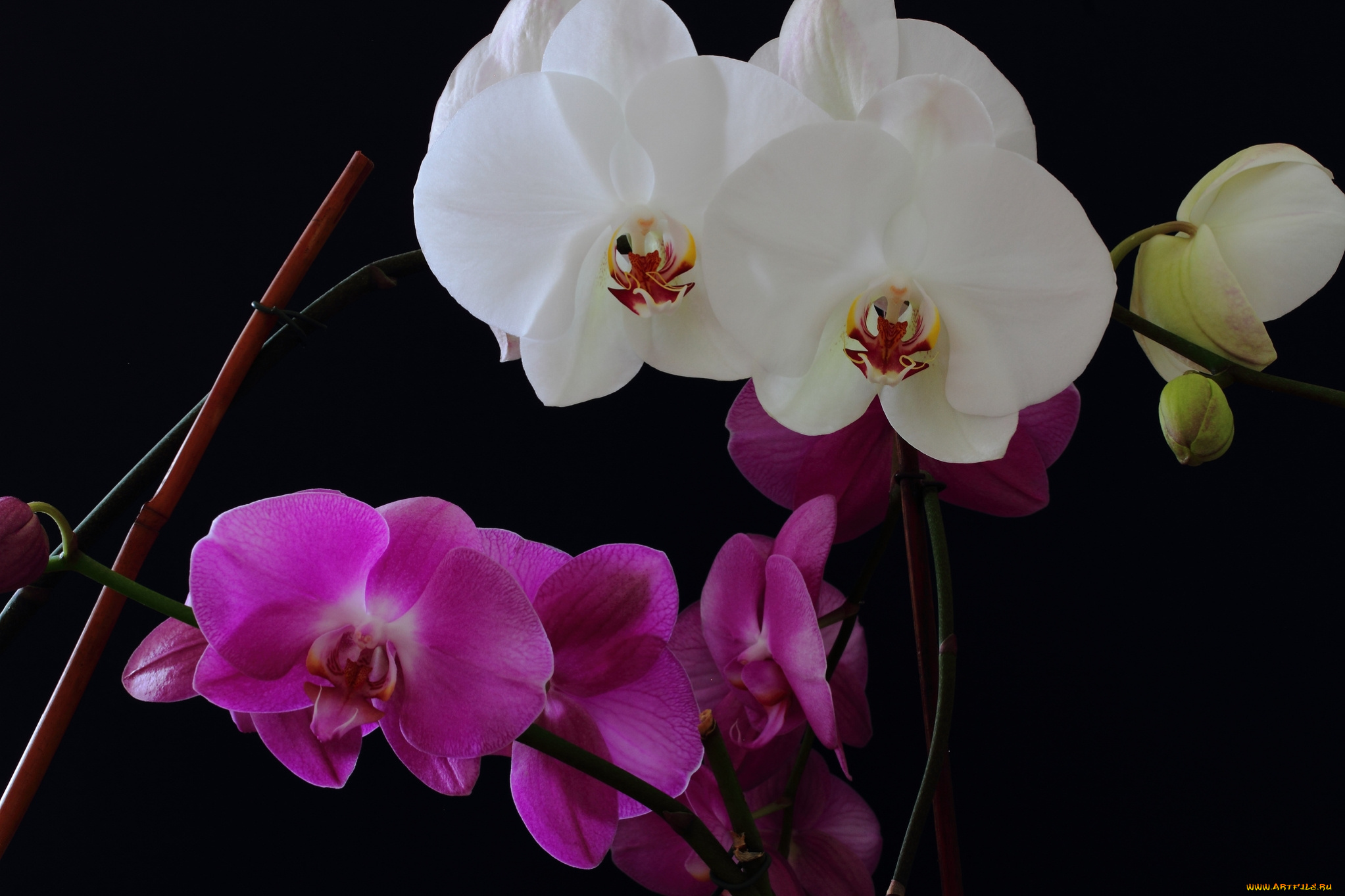 цветы, орхидеи, белая, сиреневая, орхидея
