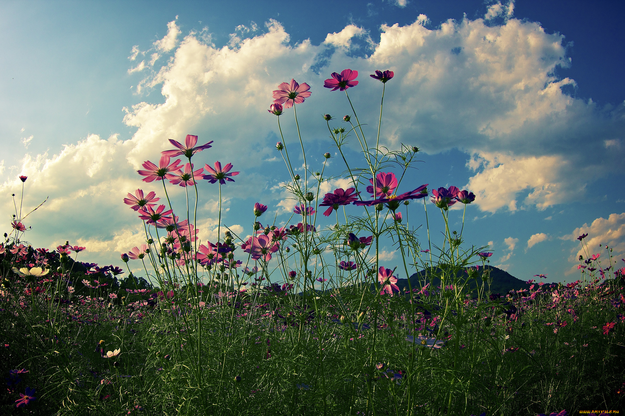 цветы, космея, луг, облака, трава