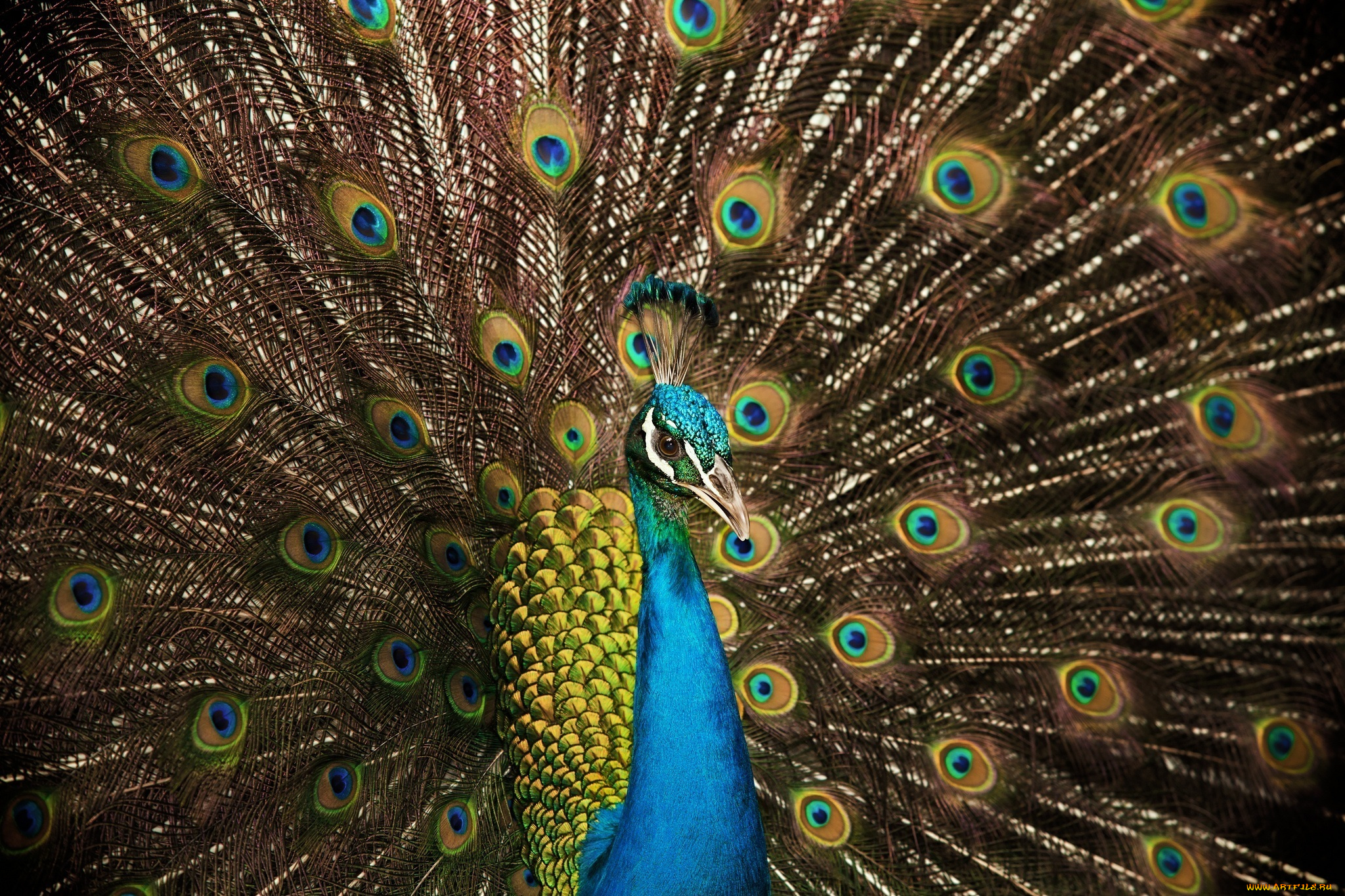 хвост павлин перья tail peacock feathers скачать
