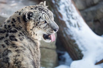 Картинка животные снежный+барс+ ирбис снег зима язык морда кошка