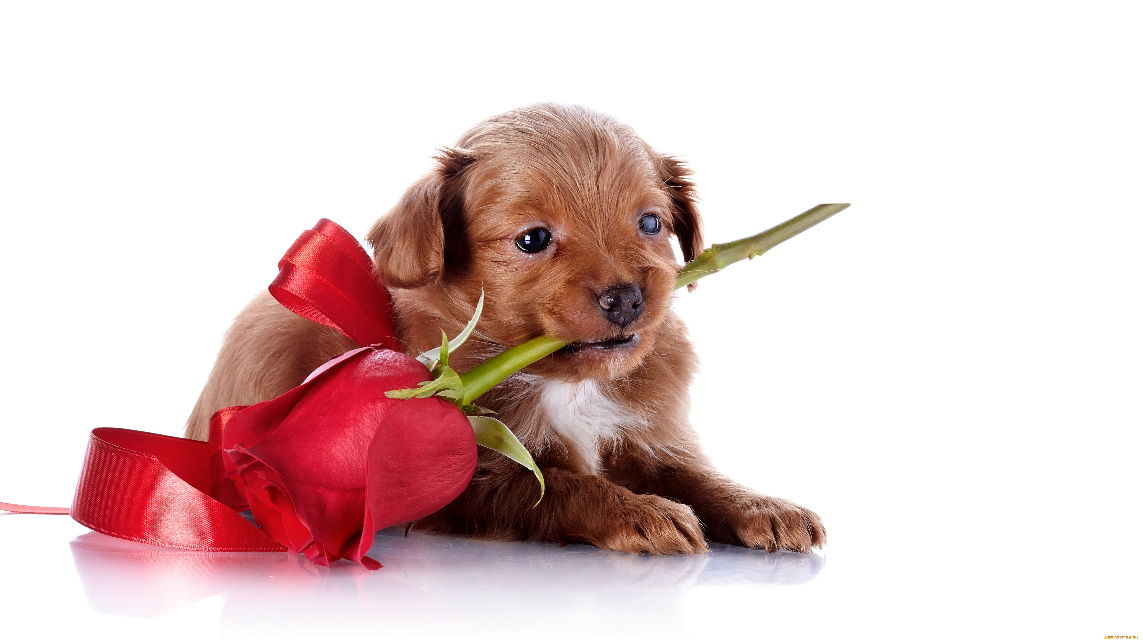 миленькая собачка с цветком бесплатно