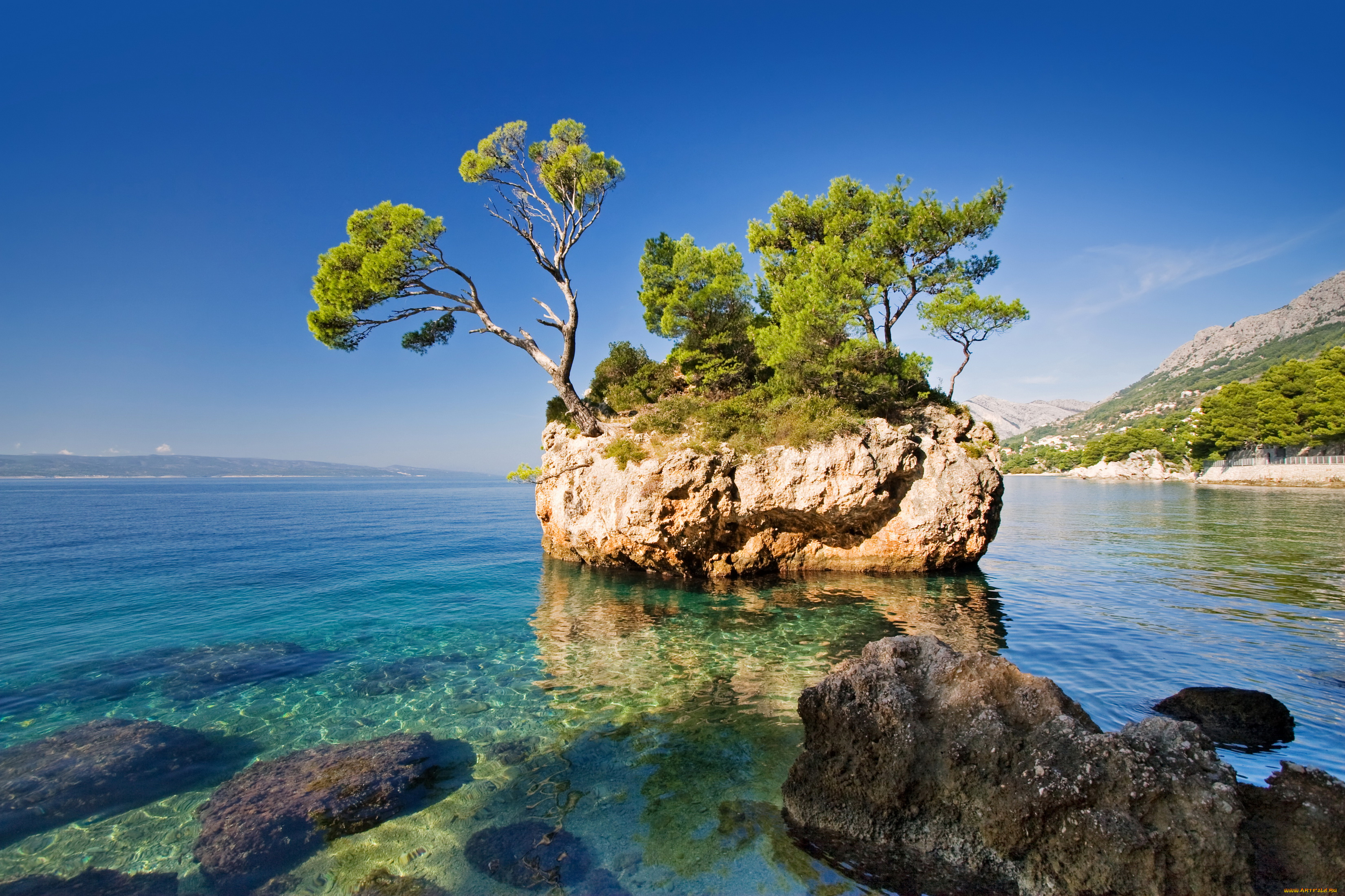 хорватия, природа, побережье, море, камни, дерево, скала