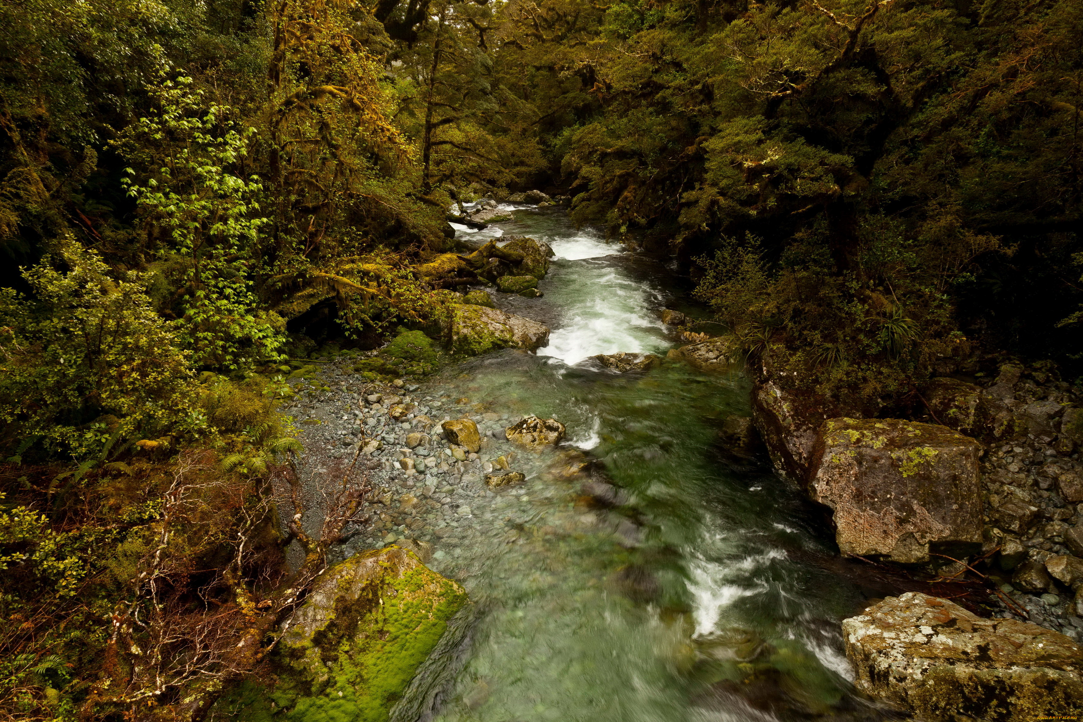 new, zealand, , fiordland, national, park, природа, реки, озера, park, fiordland, кусты, парк, река, лес