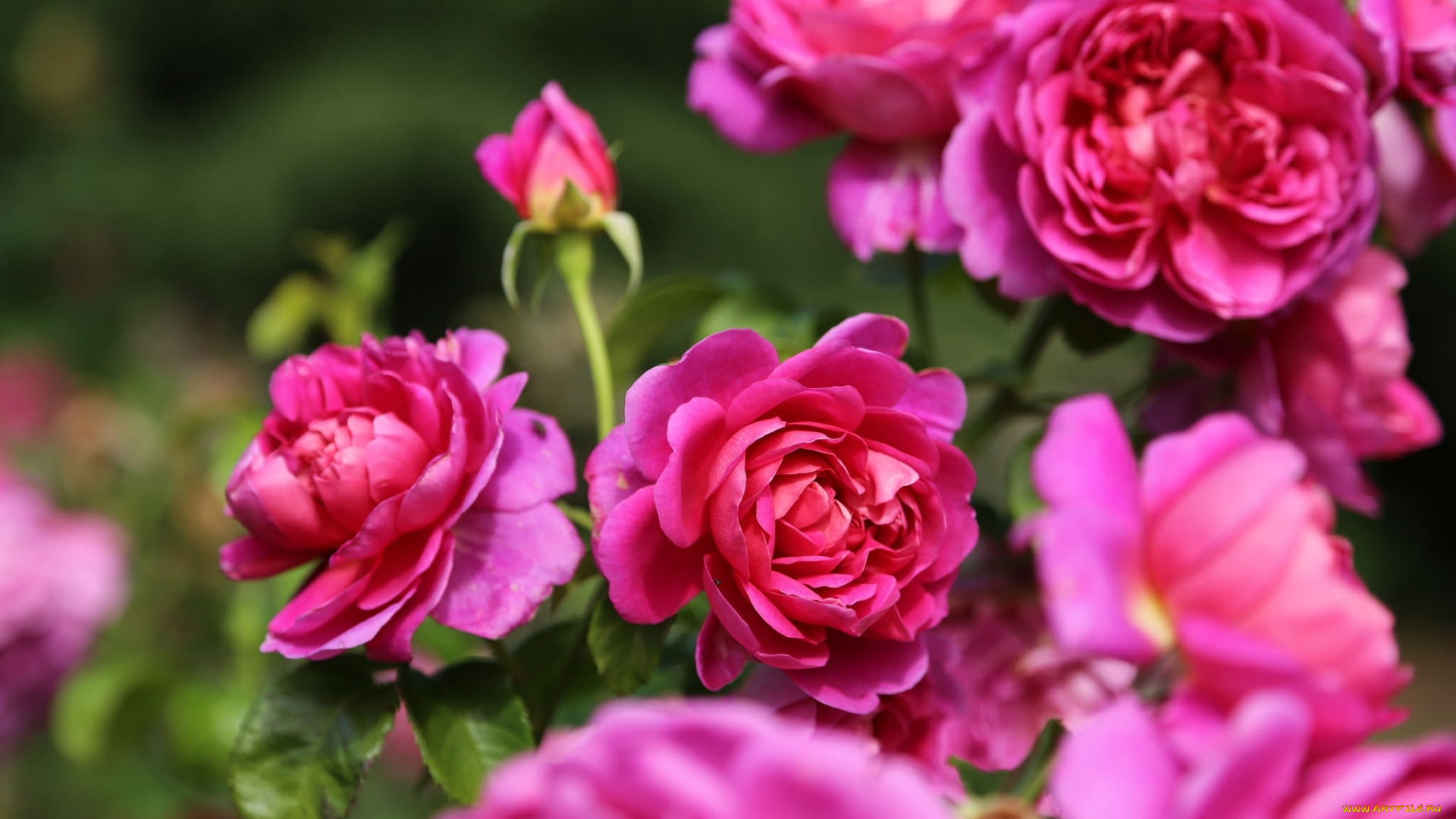 цветы, розы, макро, розовый, куст