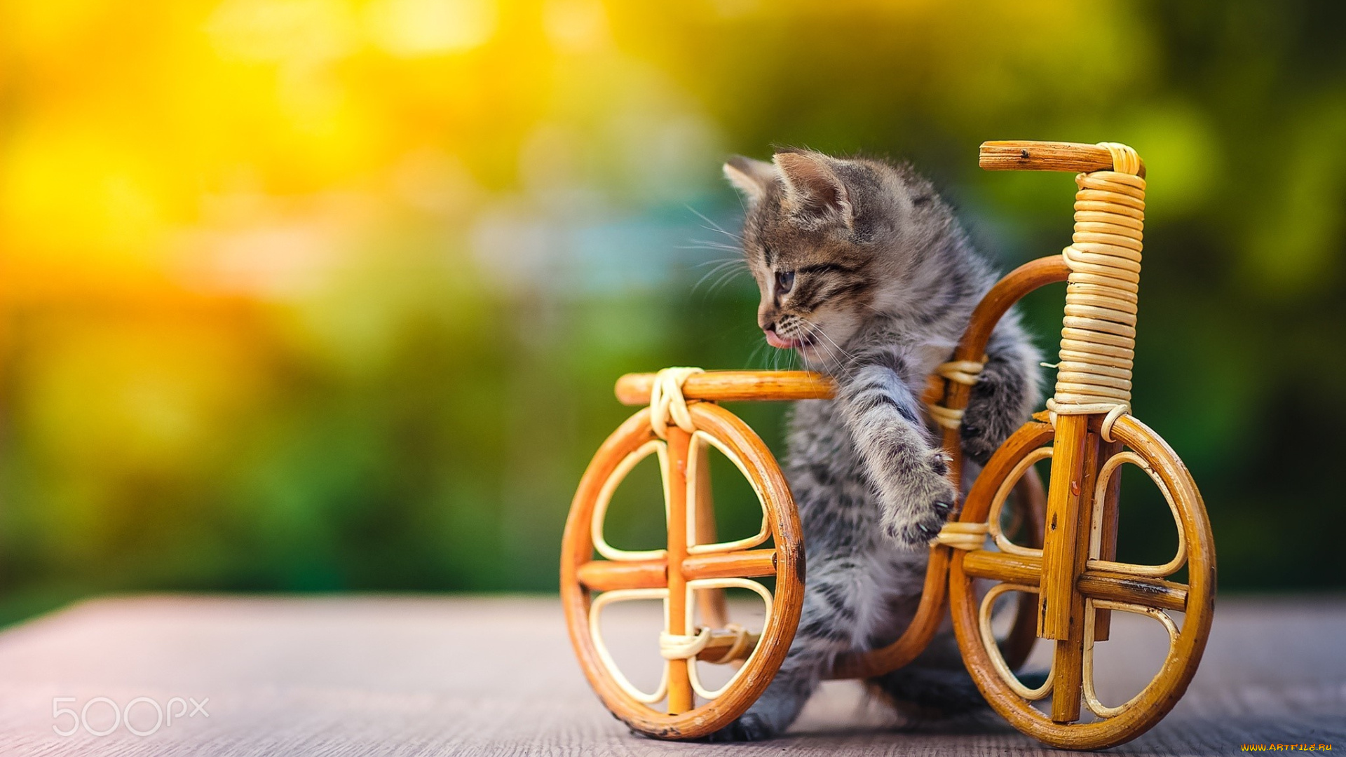 животные, коты, игрушка, велосипед, котенок