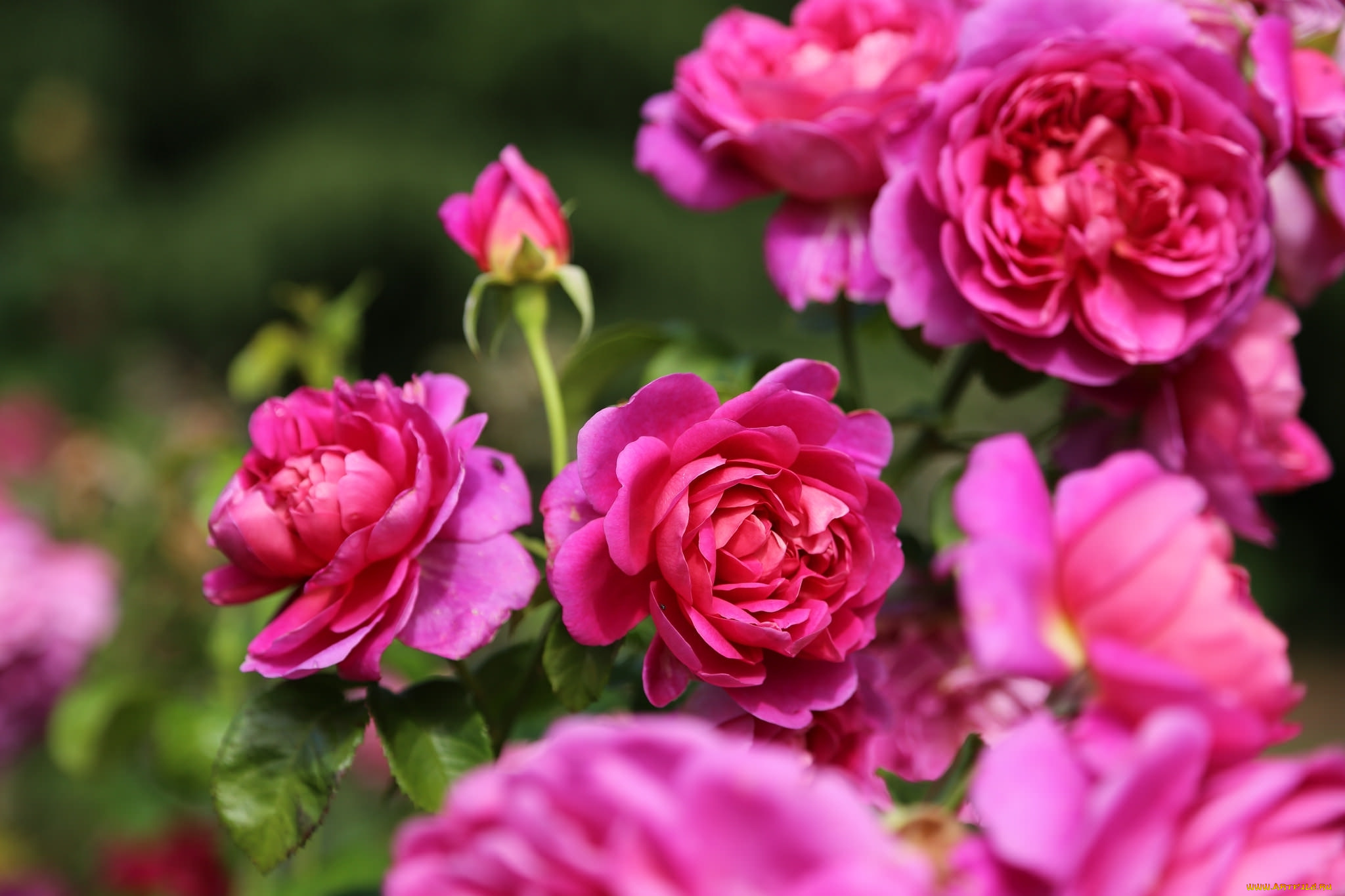 цветы, розы, макро, розовый, куст