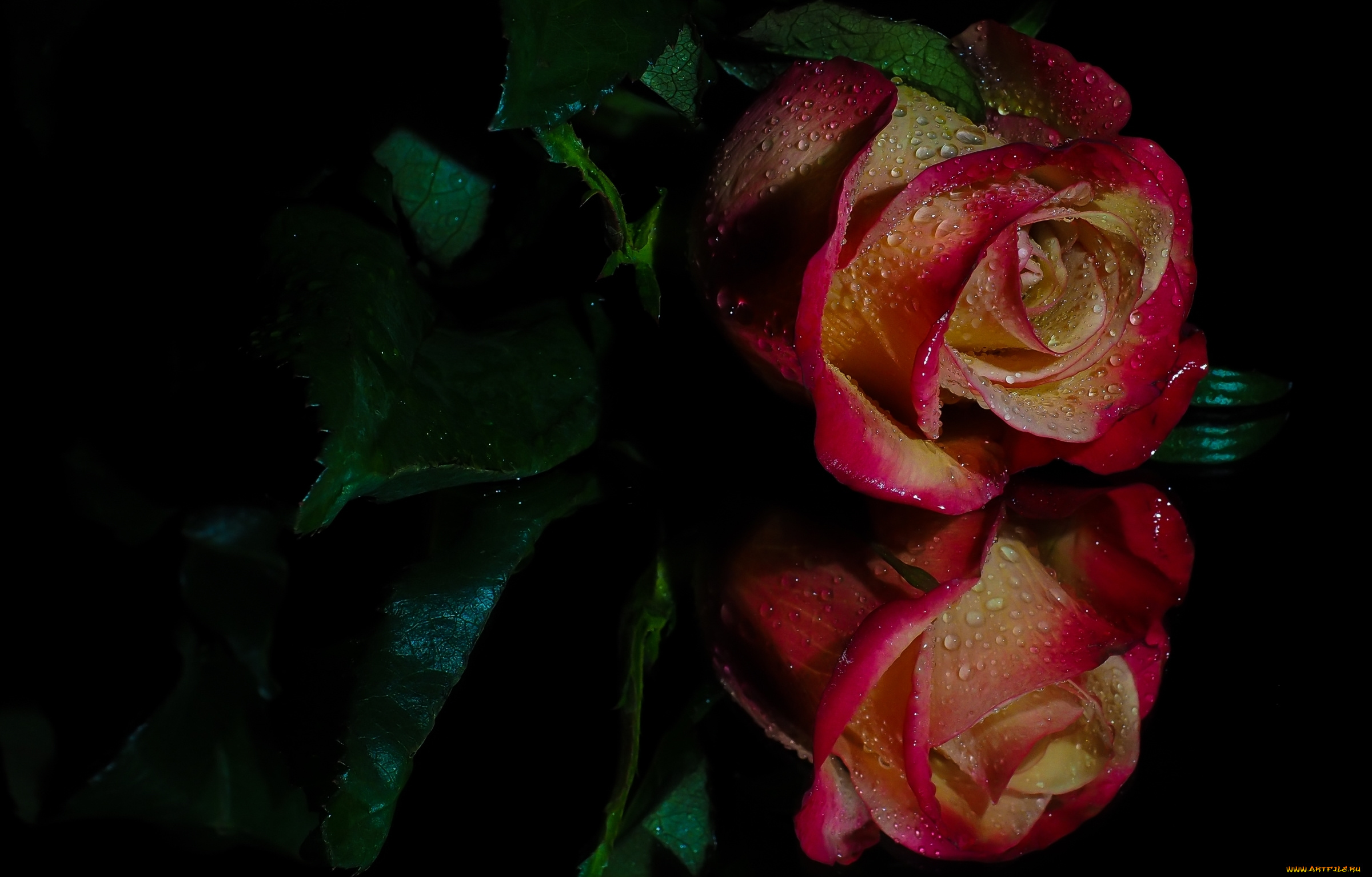 цветы, розы, роза, капли, отражение, бутон