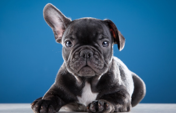 Картинка животные собаки французский бульдог щенок ухо милый
