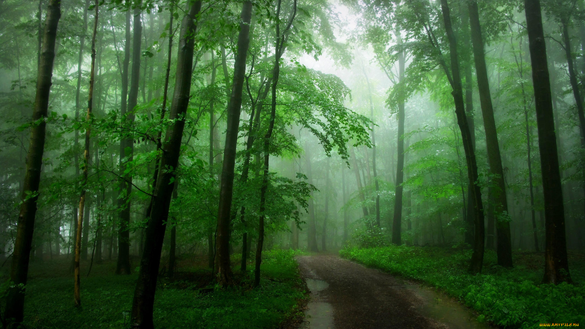 природа, лес, пейзаж, туман, дорога, деревья