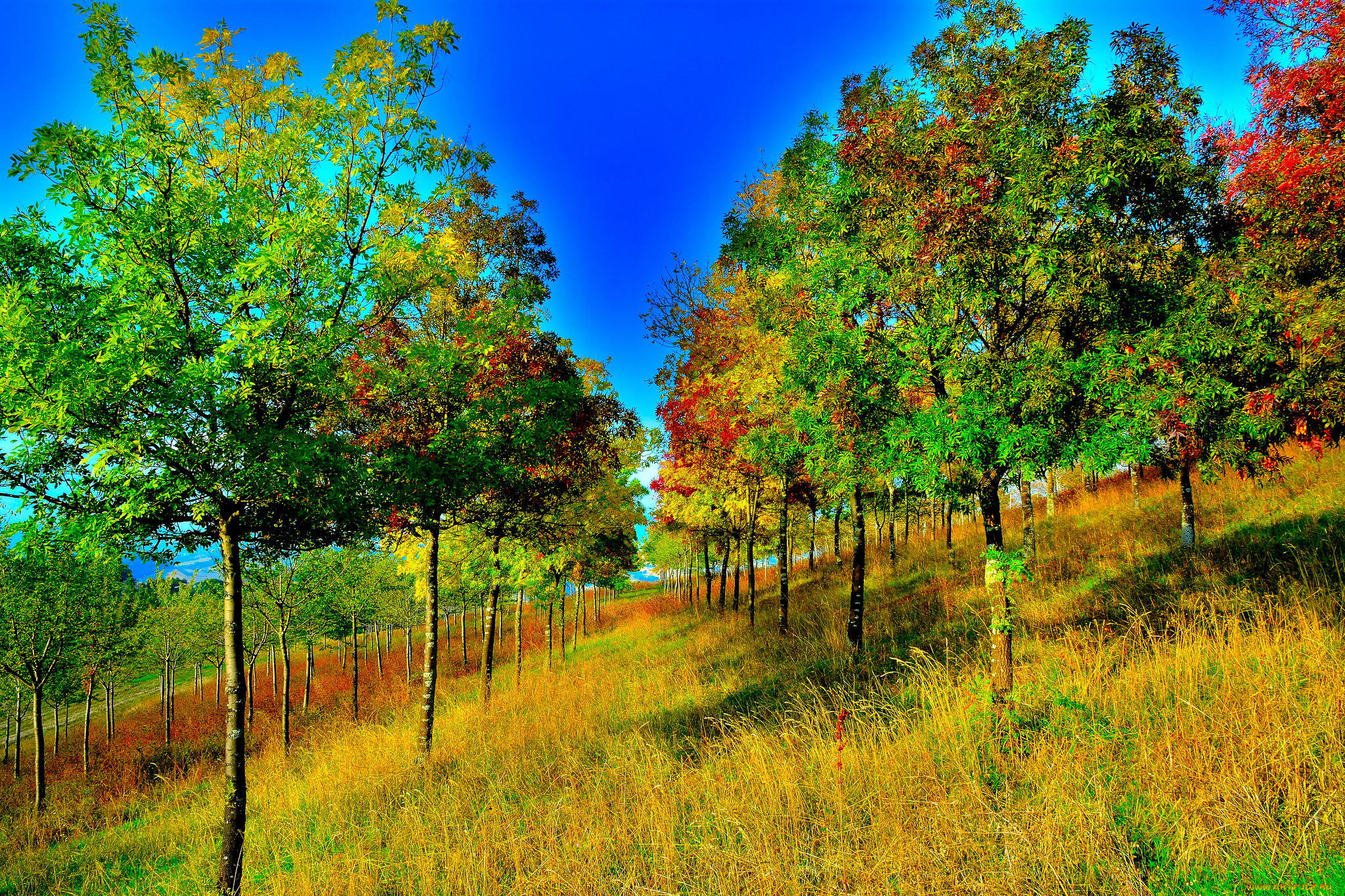 природа, лес, осень, деревья, косогор, пейзаж, холм