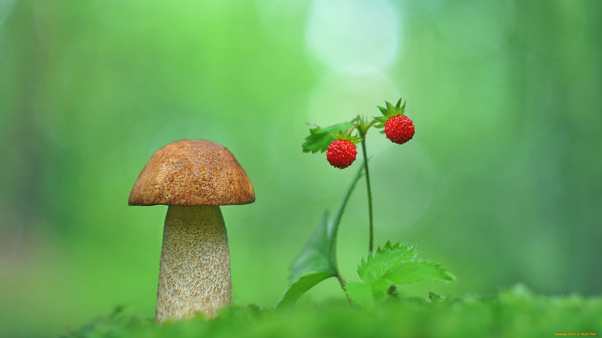 природа, грибы, ягода, гриб