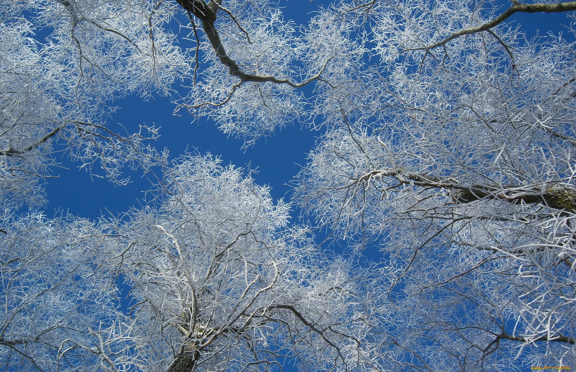 природа, деревья, дерево, ветки, снег