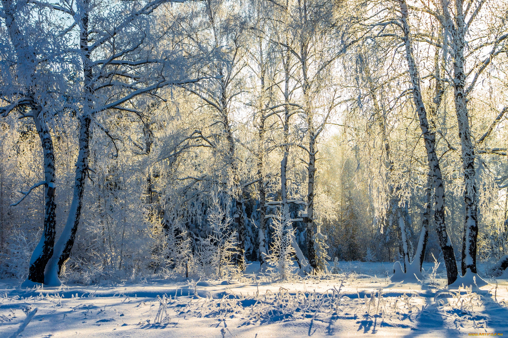 природа, зима, заповедник, берёзы, деревья, лес, снег, пейзаж, усмань