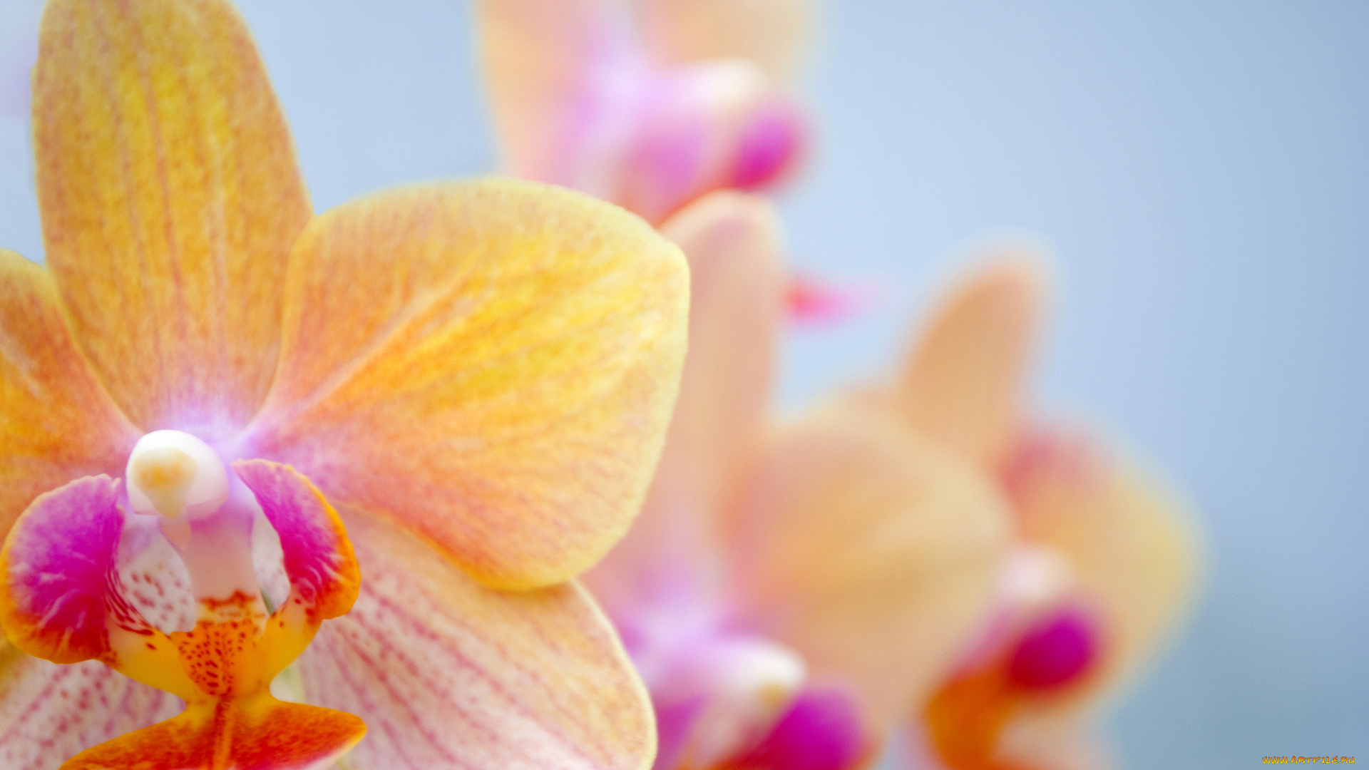 цветы, орхидеи, орхидея, фаленопсис, желтый