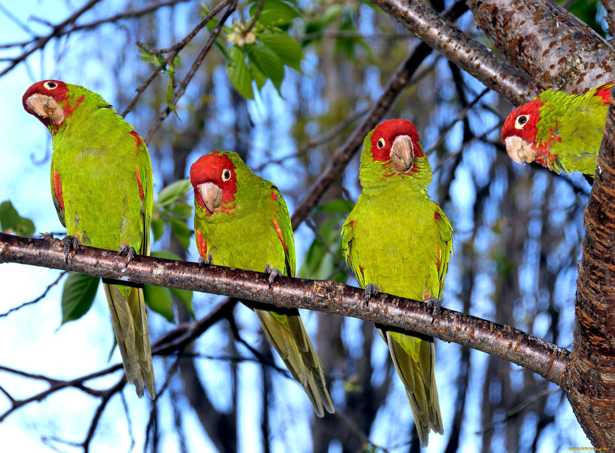 животные, попугаи, parrot