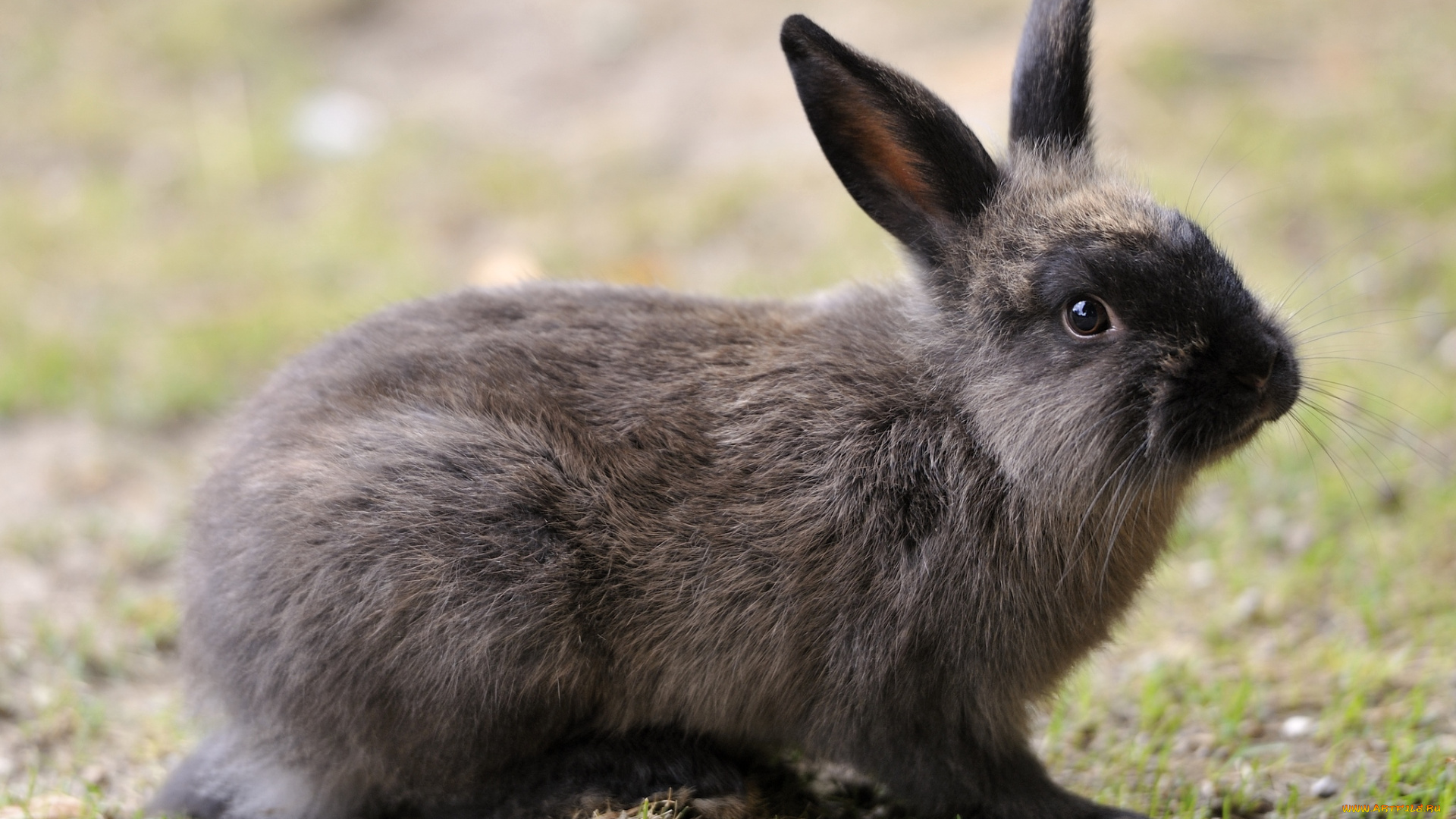 животные, кролики, зайцы, уши, милый