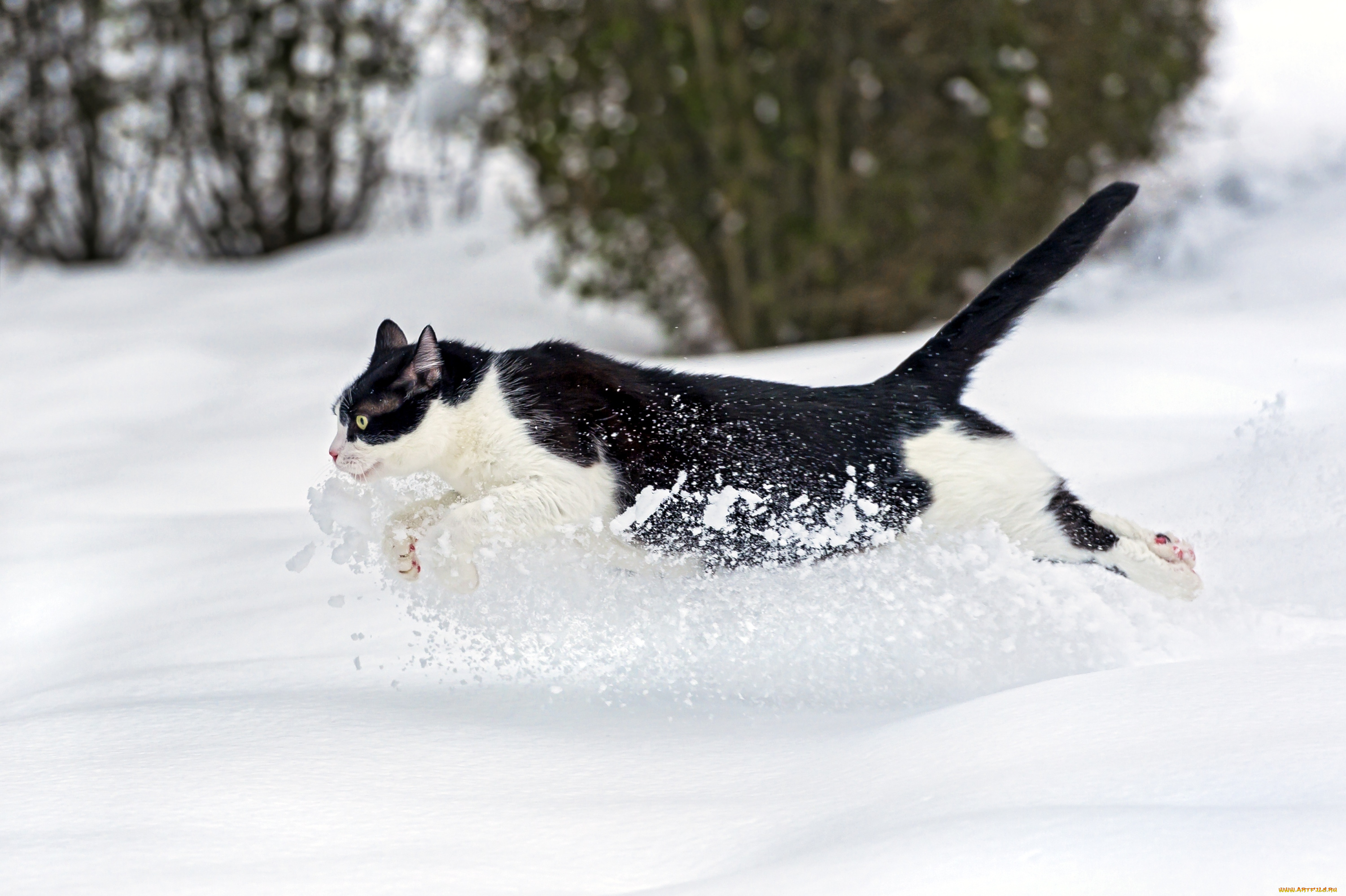 животные, коты, снег, бегун