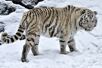 Картинка животные тигры хищник снег