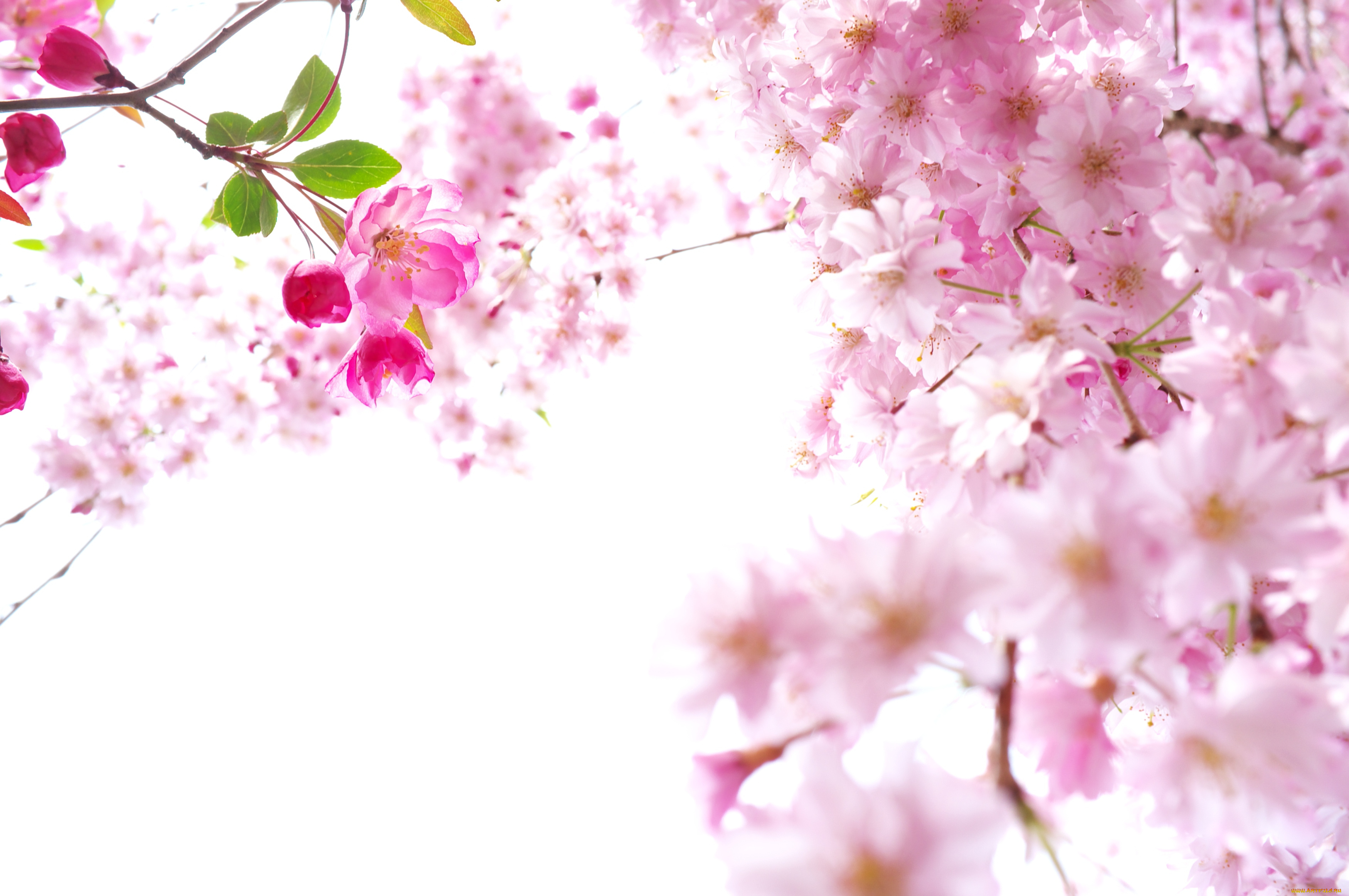 цветы, сакура, вишня, ветки, весна, розовый