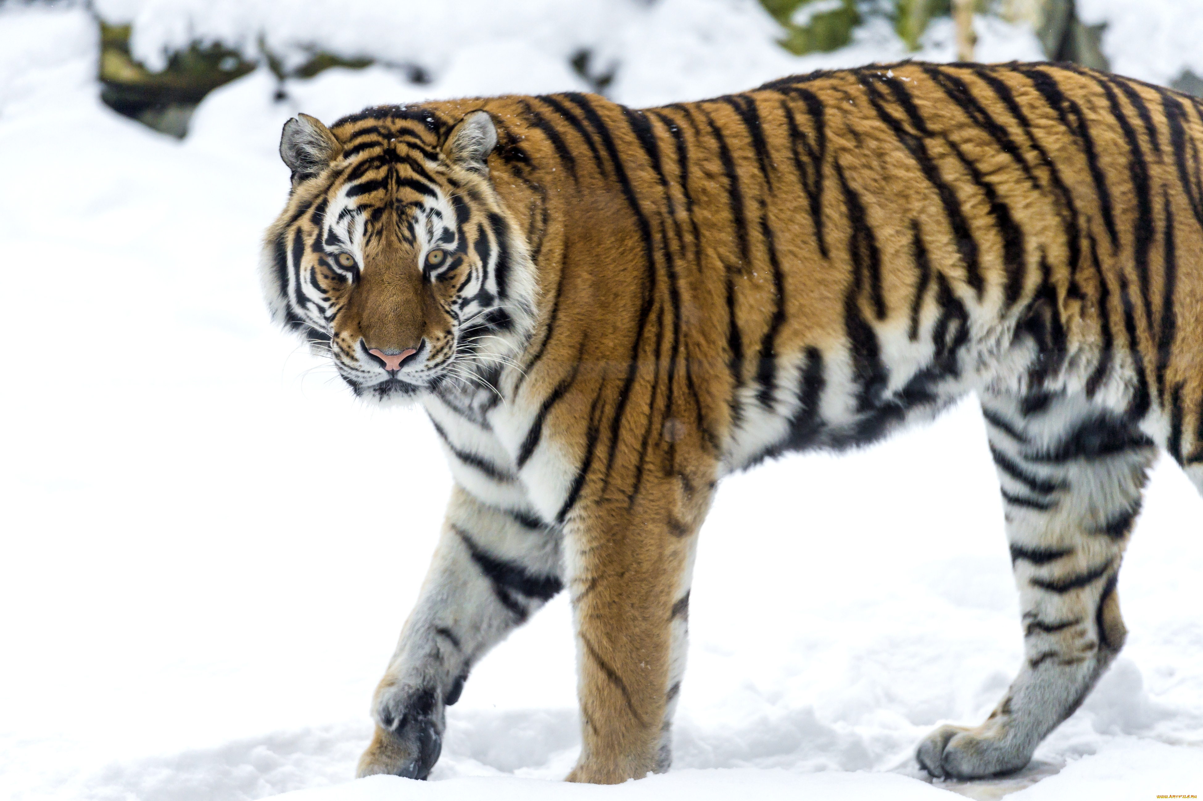 животные, тигры, хищник, снег