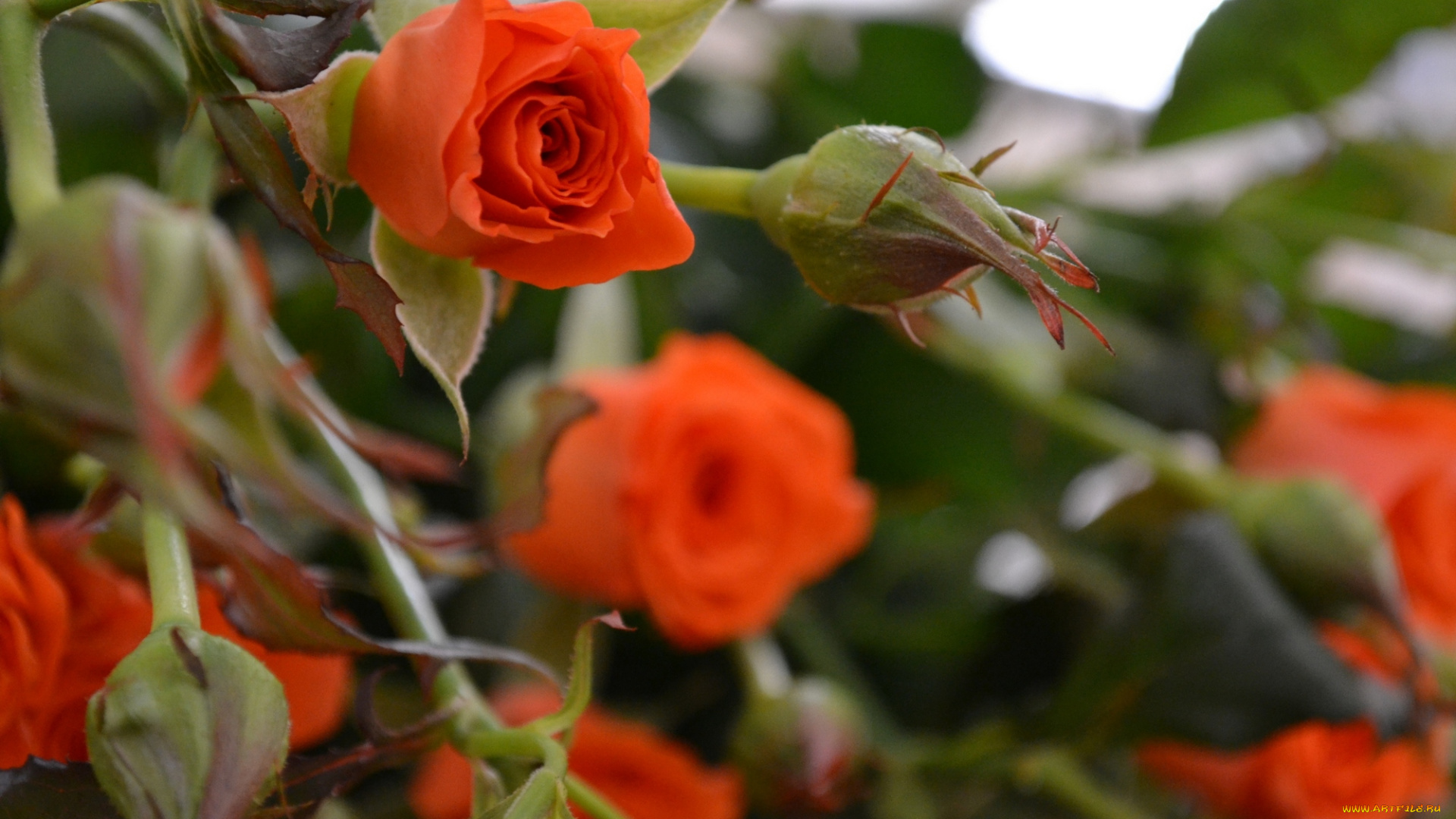 цветы, розы, оранжевая, роза