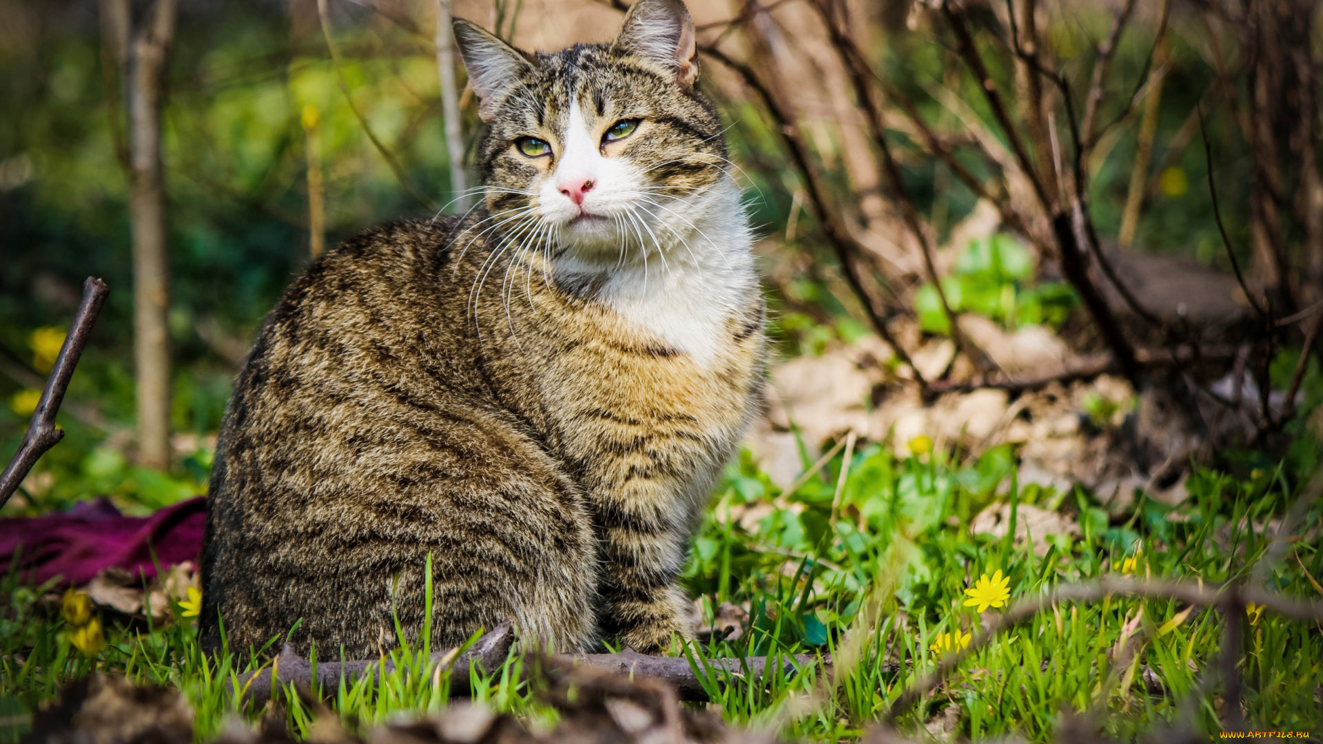 животные, коты, красавец