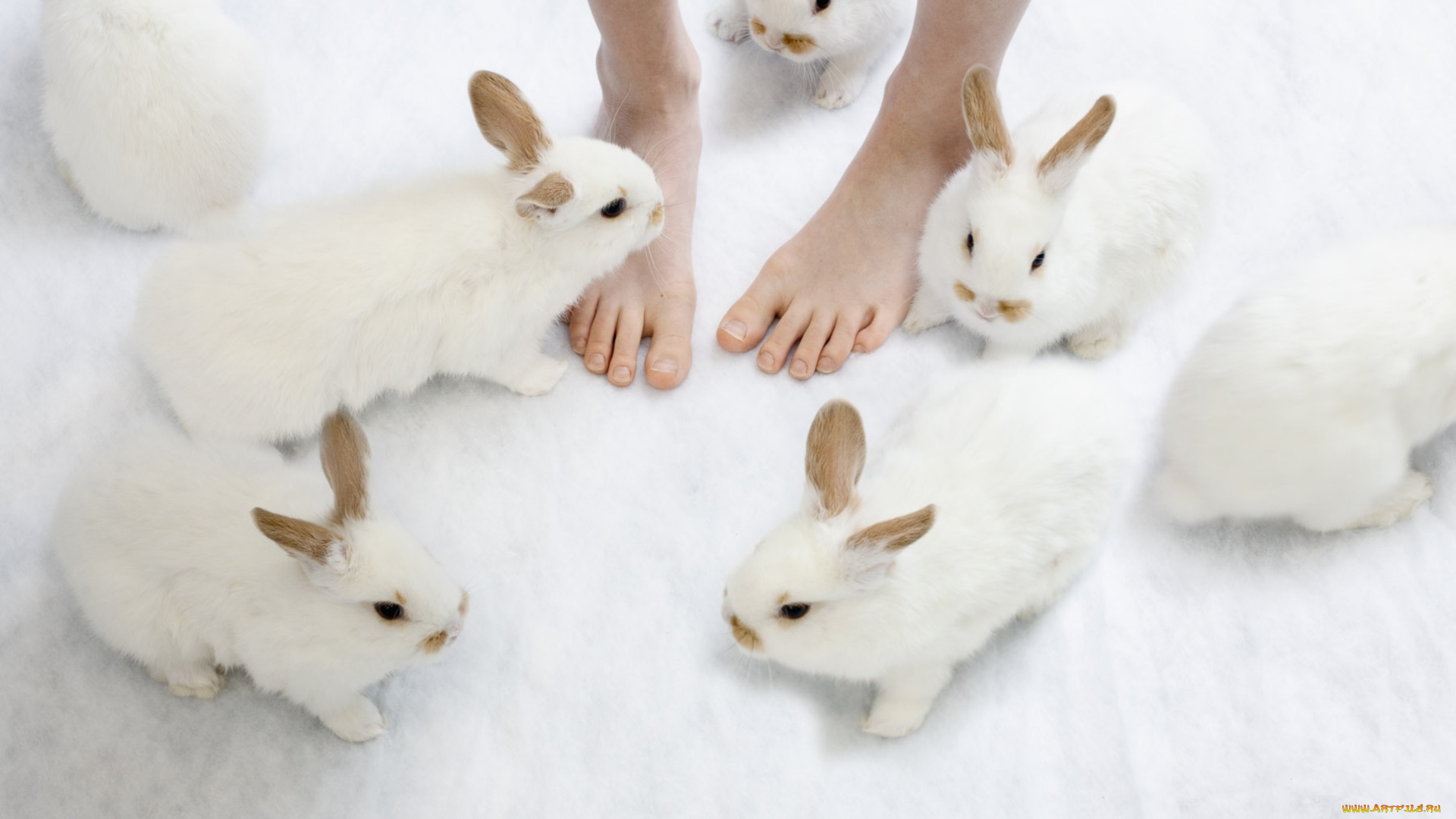 животные, кролики, , зайцы, уши, ноги