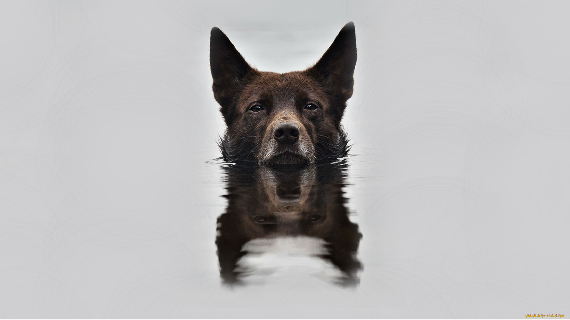 животные, собаки, вода, snout, reflection, отражение, background