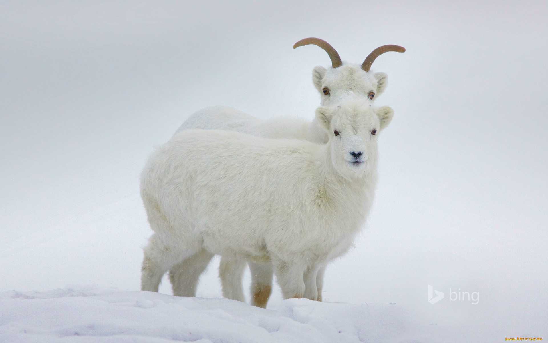 животные, овцы, , бараны, снег