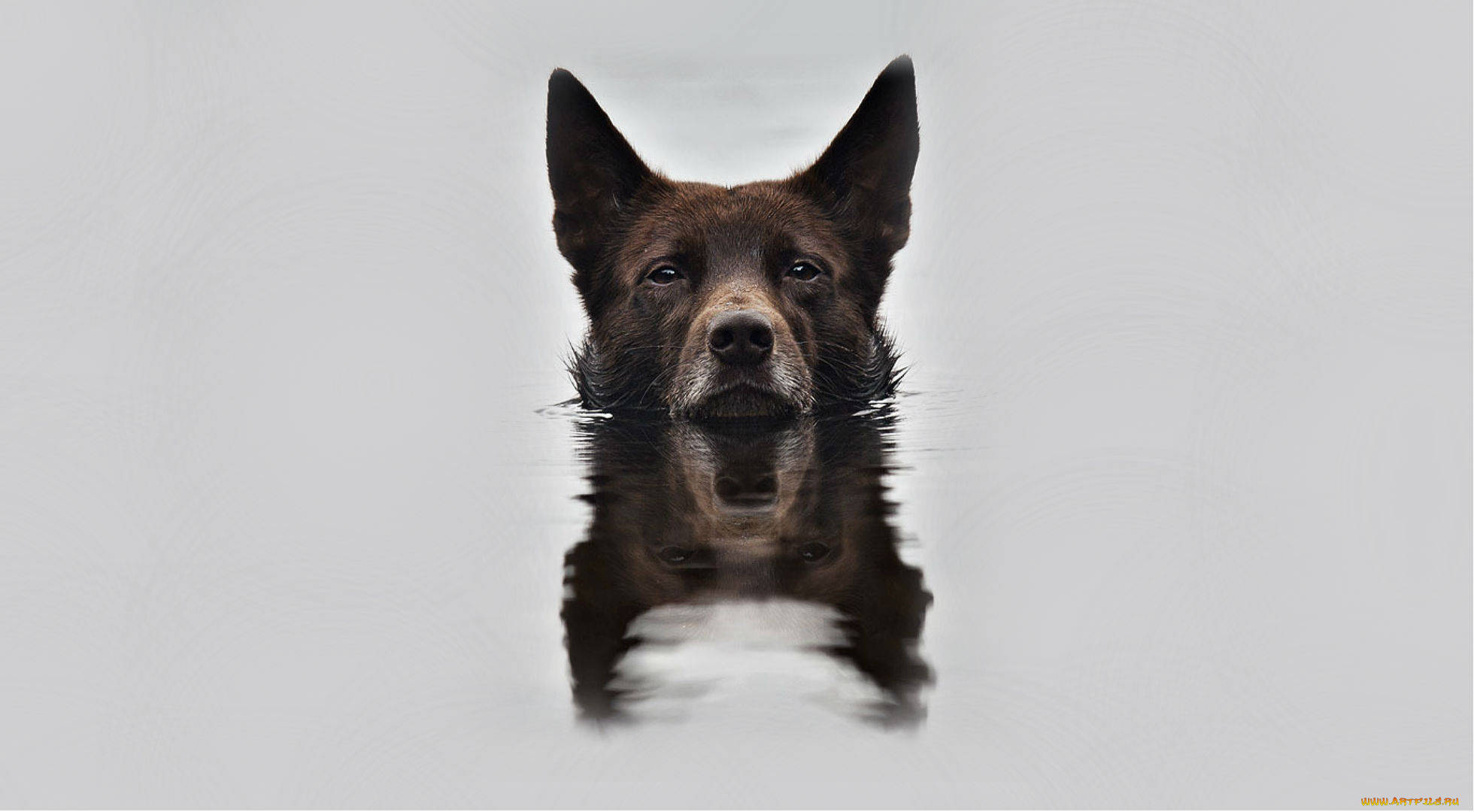 животные, собаки, вода, snout, reflection, отражение, background