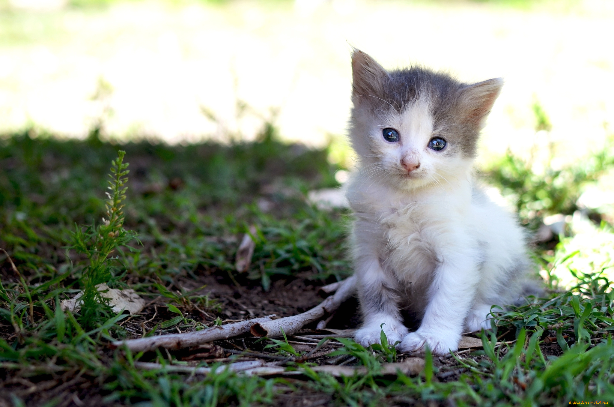 животные, коты, кроха