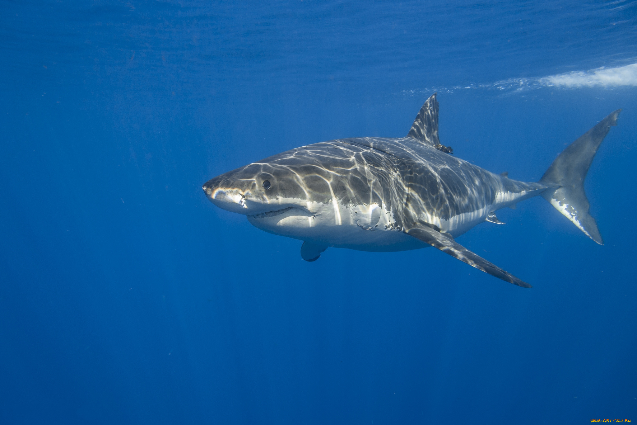 great, white, shark, животные, акулы, подводный, океан, акула, мир