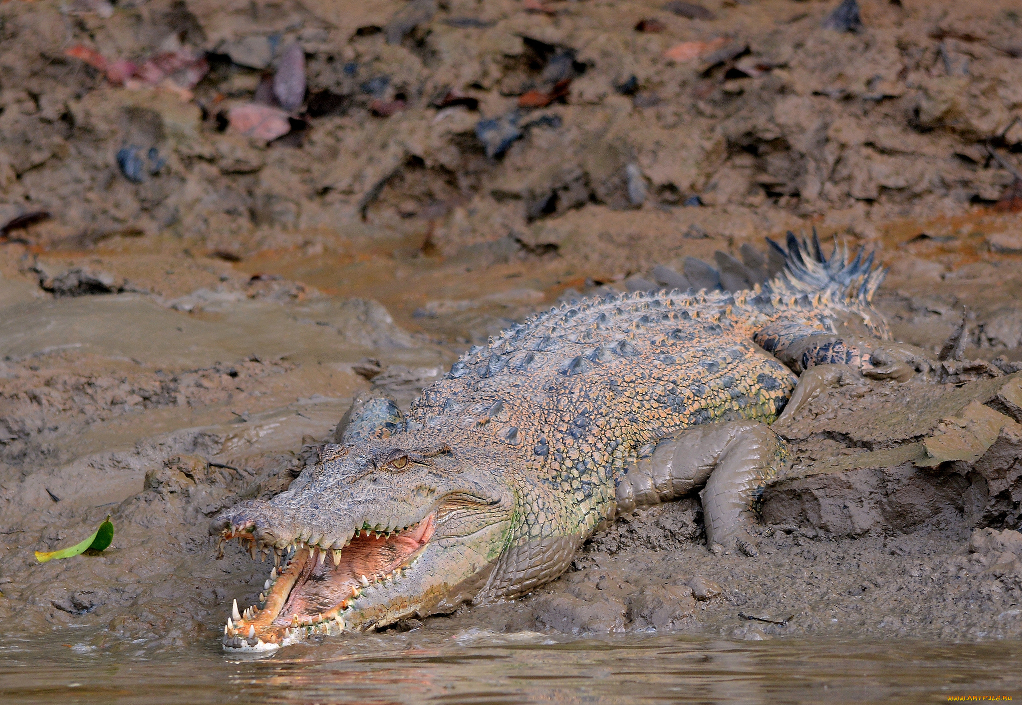 животные, крокодилы, крокодил, грязь, берег, река