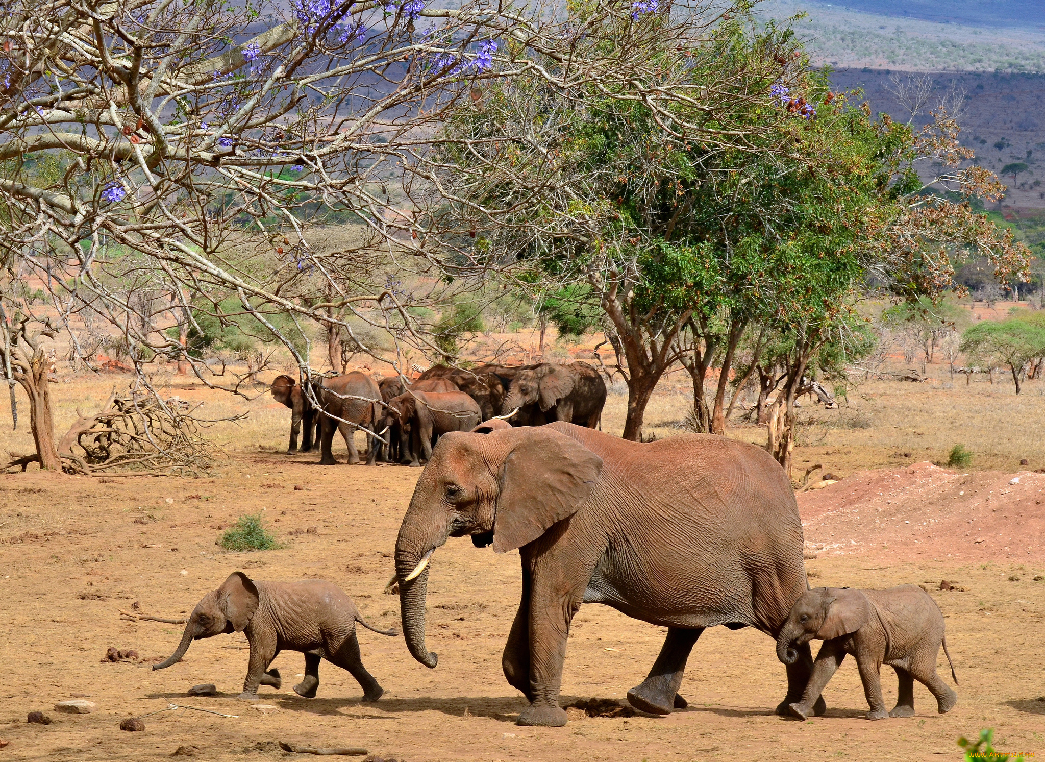 животные, слоны, слонята, слониха, саванна
