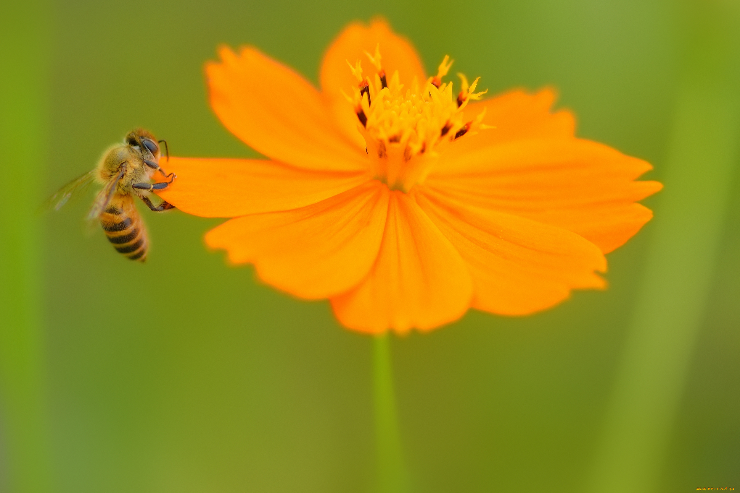 животные, пчелы, , осы, , шмели, цветок, зелень, пчела