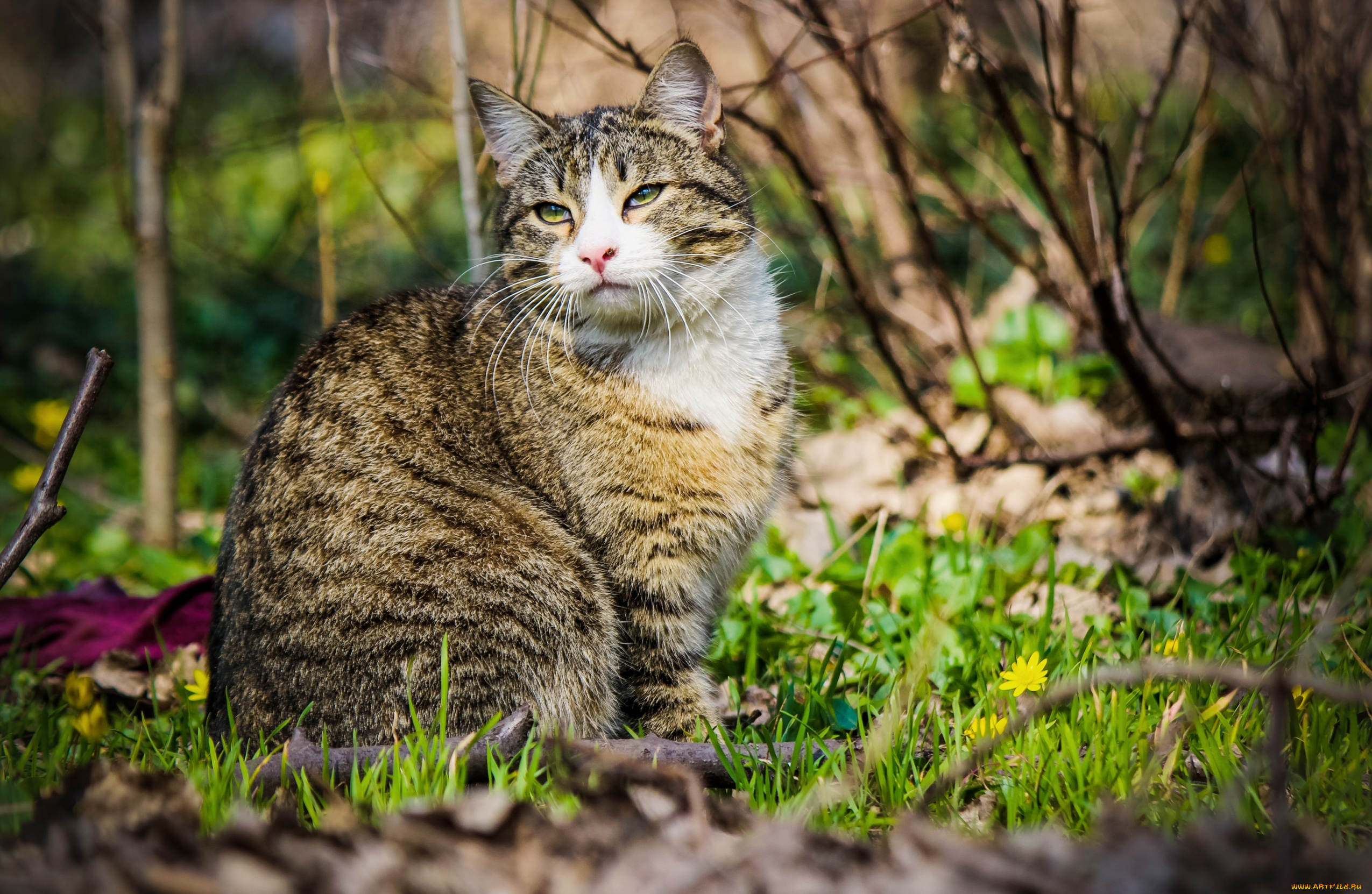 животные, коты, красавец