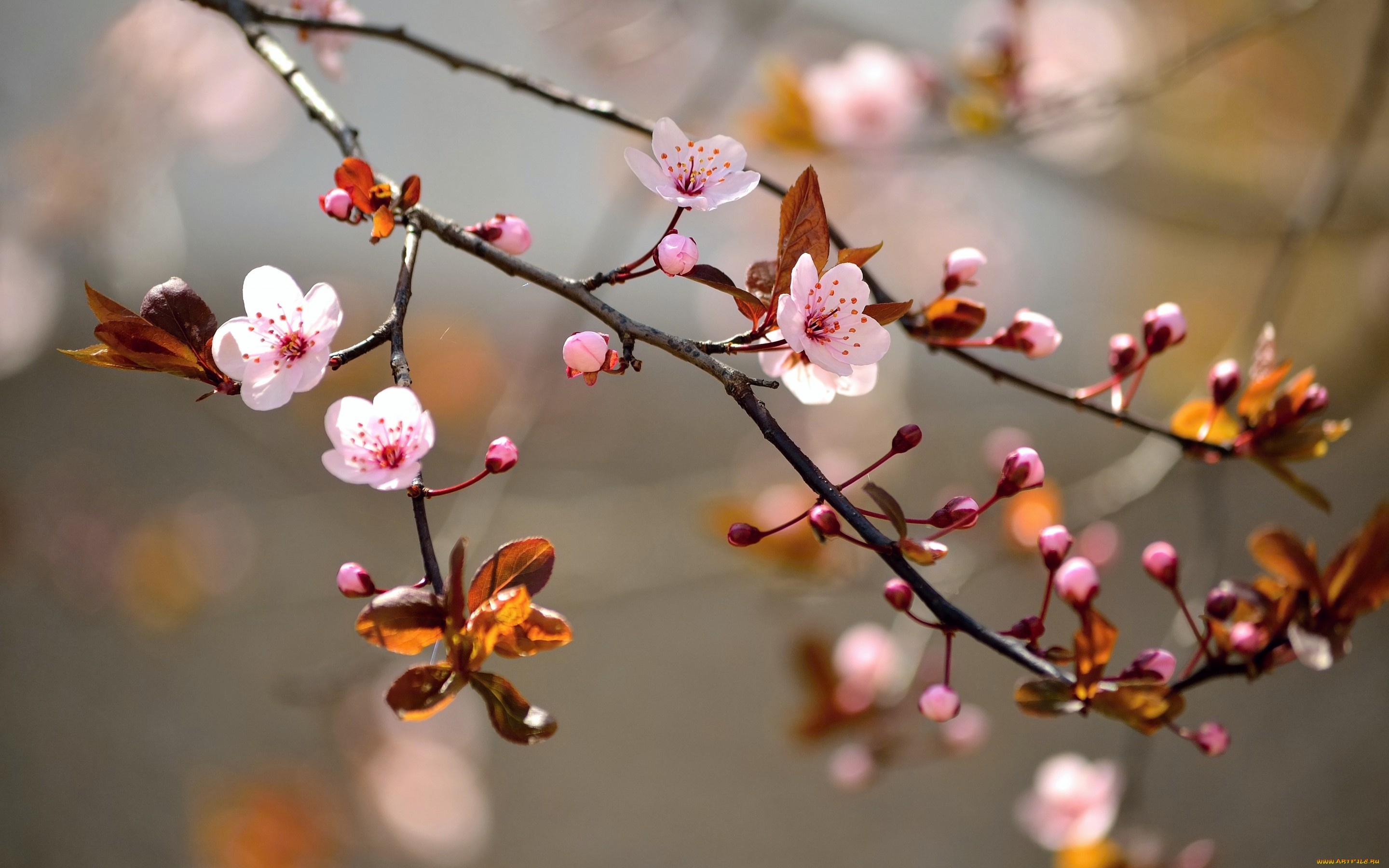 цветы, сакура, , вишня, весна, природа, макро, листья, ветки, дерево, цветение