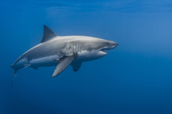 Картинка great+white+shark животные акулы акула мир подводный океан